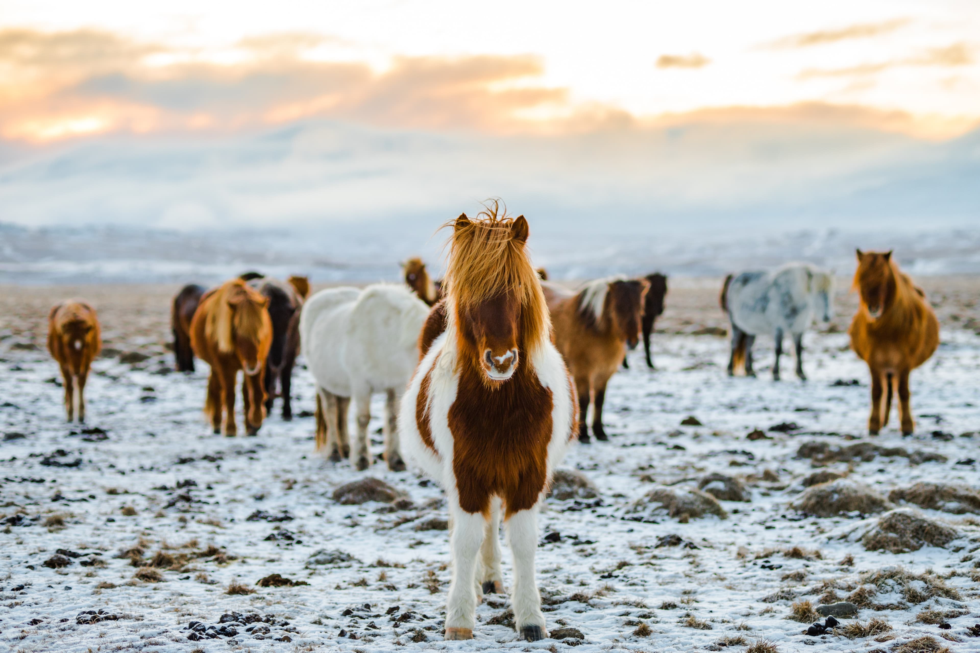 9-icelandic-horses-picture-wild-snow-over-edited