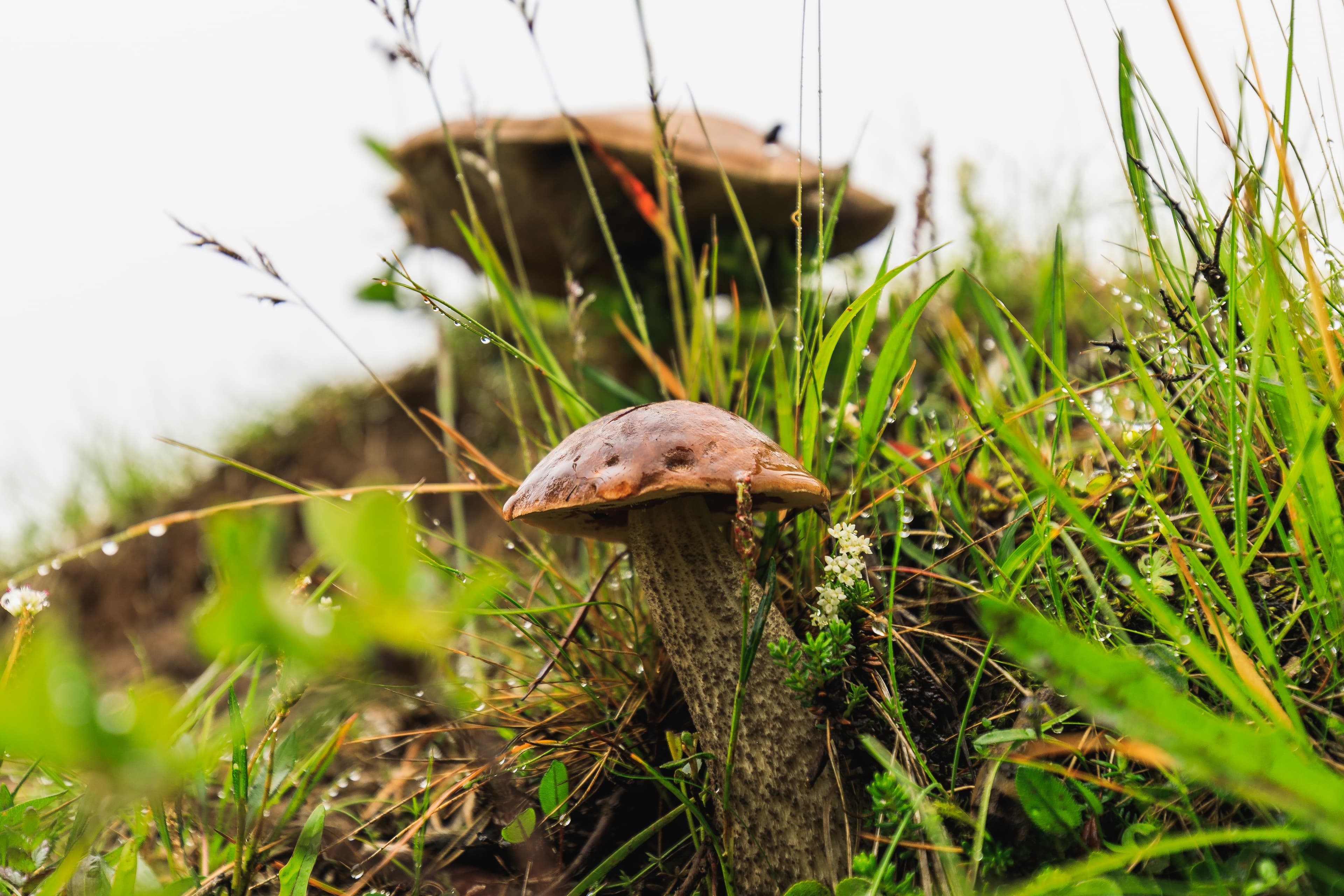 Wild white mushrooms in green gras in summer on iceland Wild mushrooms in green gras in iceland