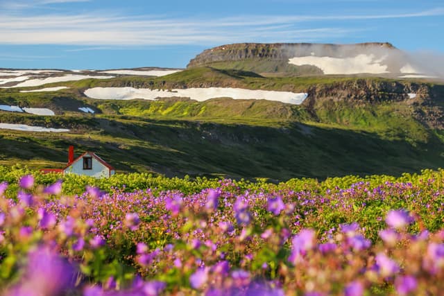 It seems like spring but actually it was beginning of summer holidays. Hiking here is really unique. Spring in Hornstrandir, one of the biggest wildreness in Europe.