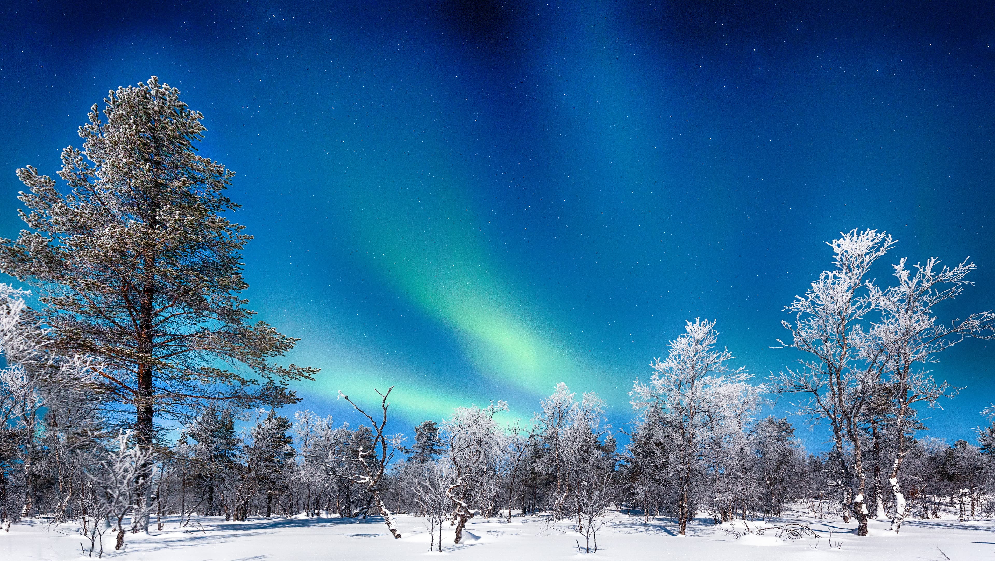 Panoramic view of amazing Aurora Borealis northern lights over beautiful winter wonderland scenery with trees and snow on a scenic cold night in Scandinavia, northern Europe Aurora Borealis over winter wonderland scenery in Scandinavia