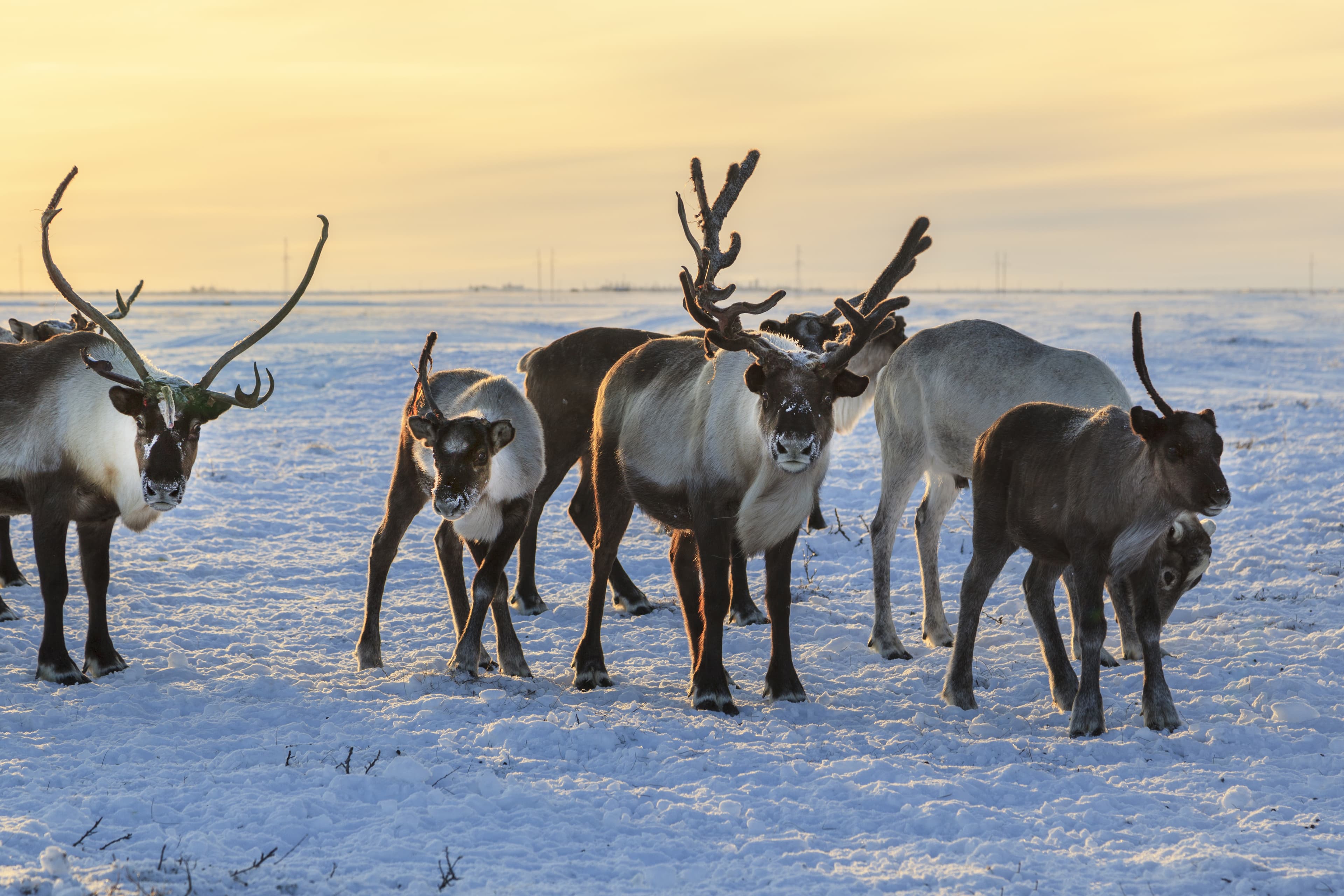 Herd of reindeer in winter weather, pasture reindeer Herd of reindeer in winter weather, pasture reindeer