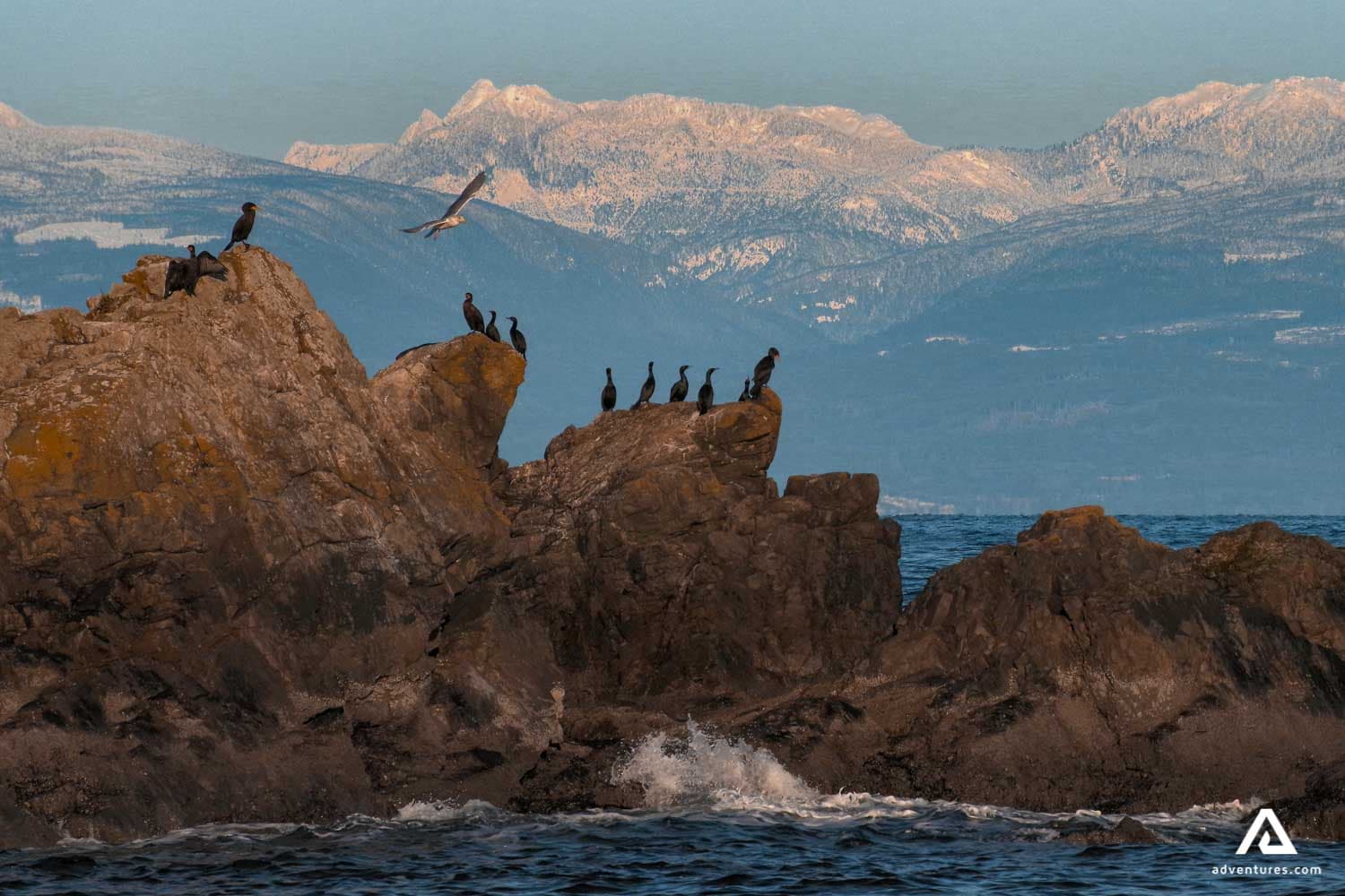 vancouver-island-canada-sea-mountains-birds-on-rock-1
