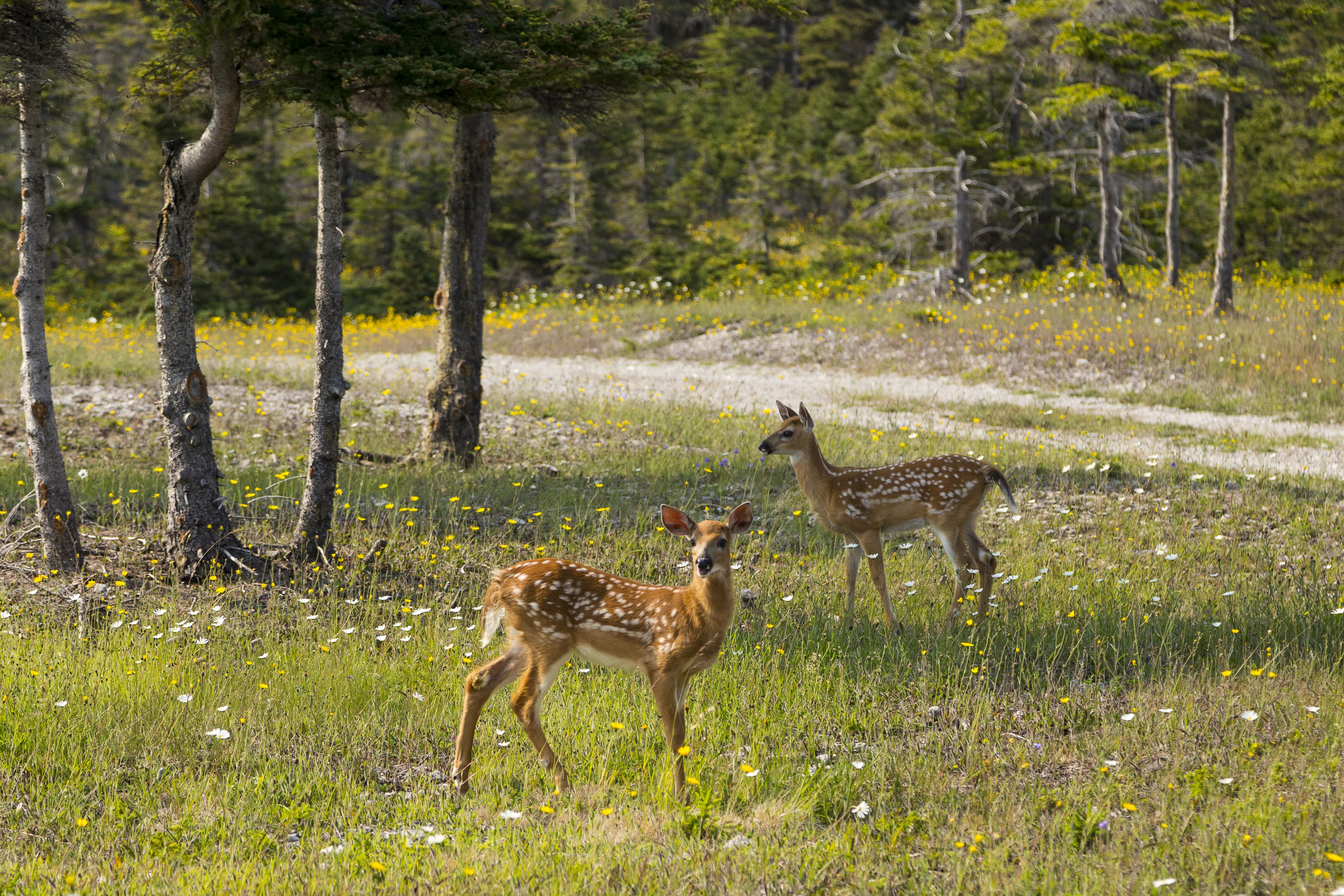 Two adorable fawn siblings standing in wildflowers next to a dirt road during a sunny summer day, Port-Menier, Anticosti, Quebec, Canada
