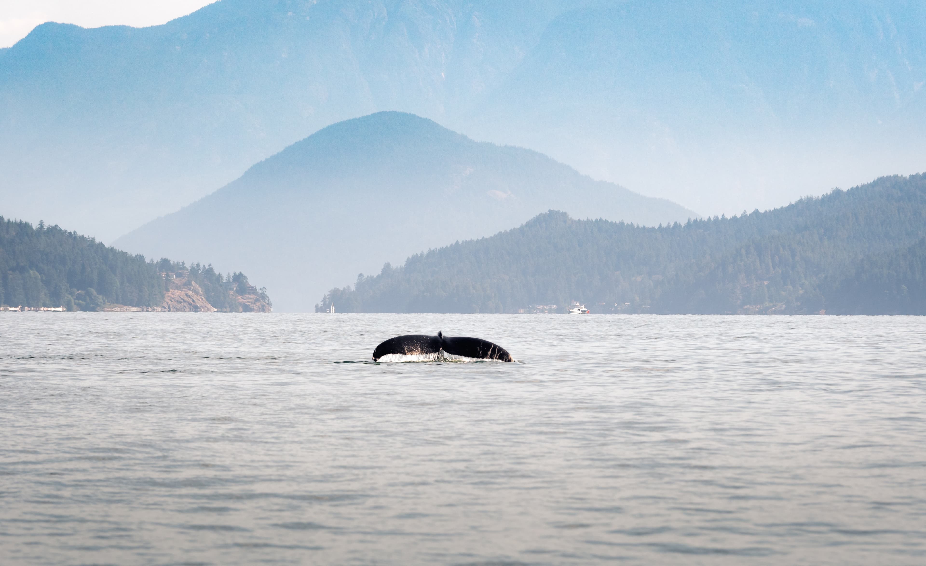3-vancouver-island-whale-watching-landscape-water