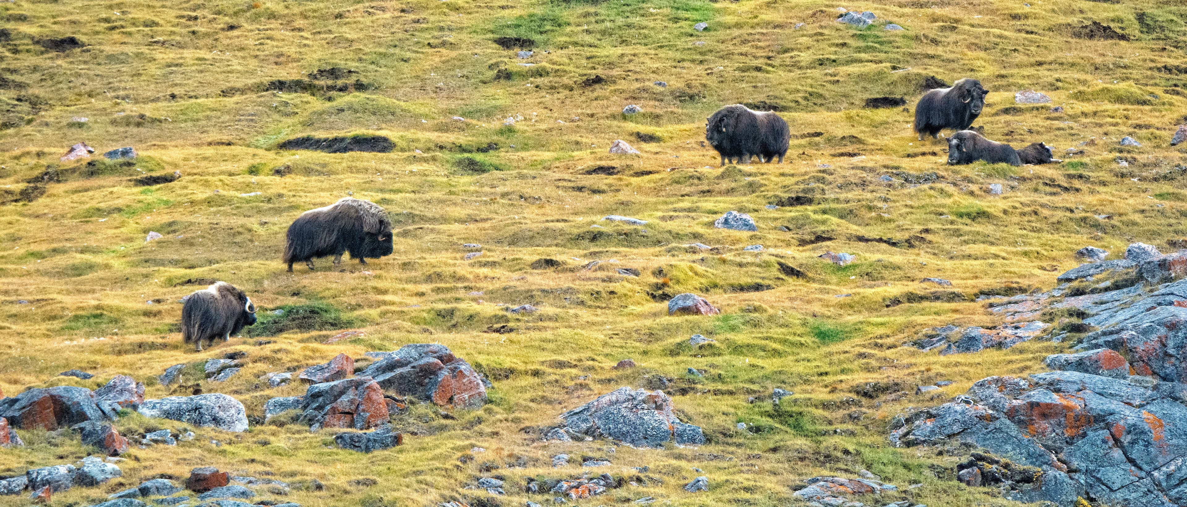 Etah Into the Northwest Passage 51