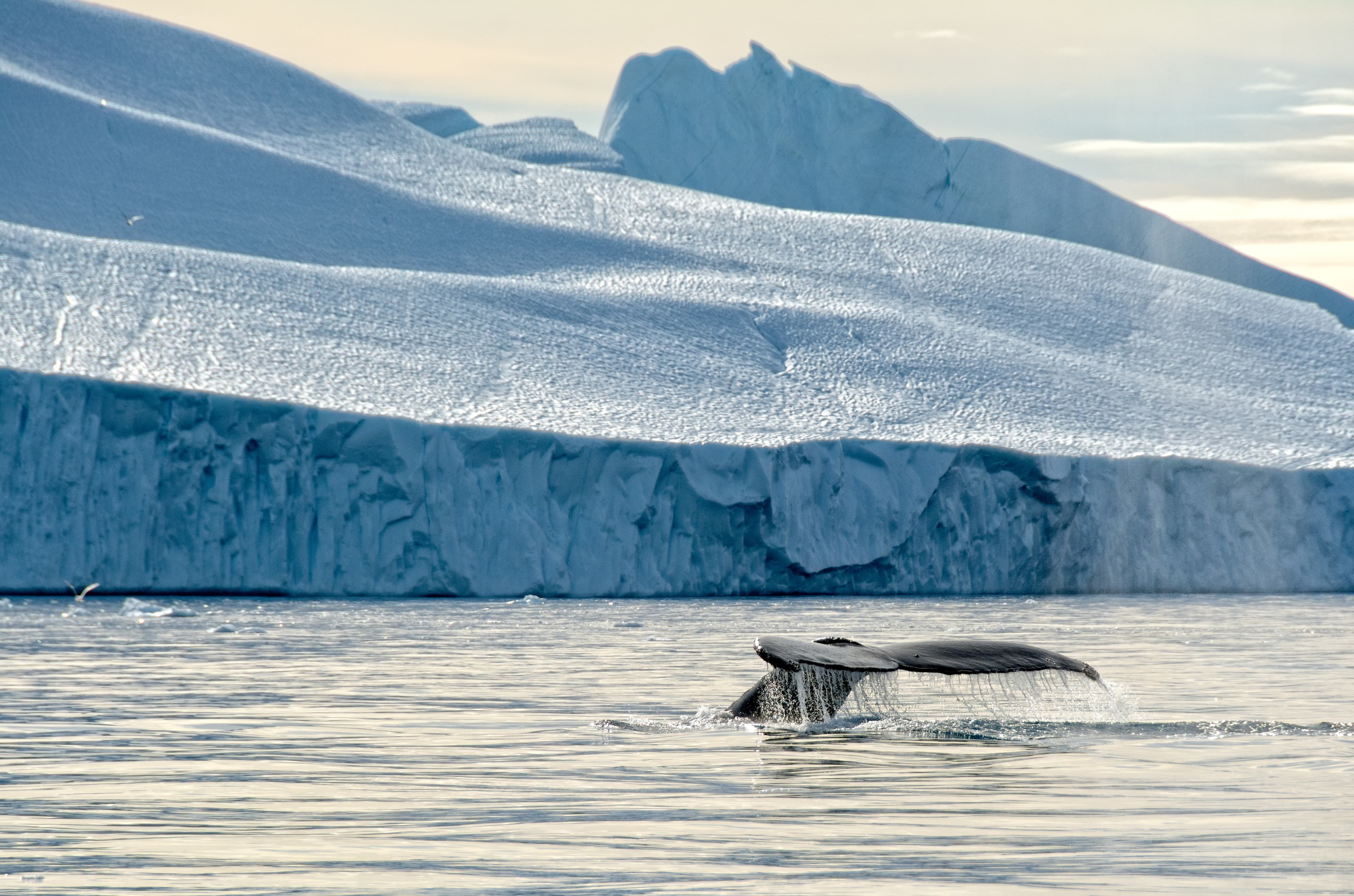 Humpback Whale & Iceberg, Disko Bay, Greenland Humpback Whale & Iceberg, Disko Bay, Greenland
