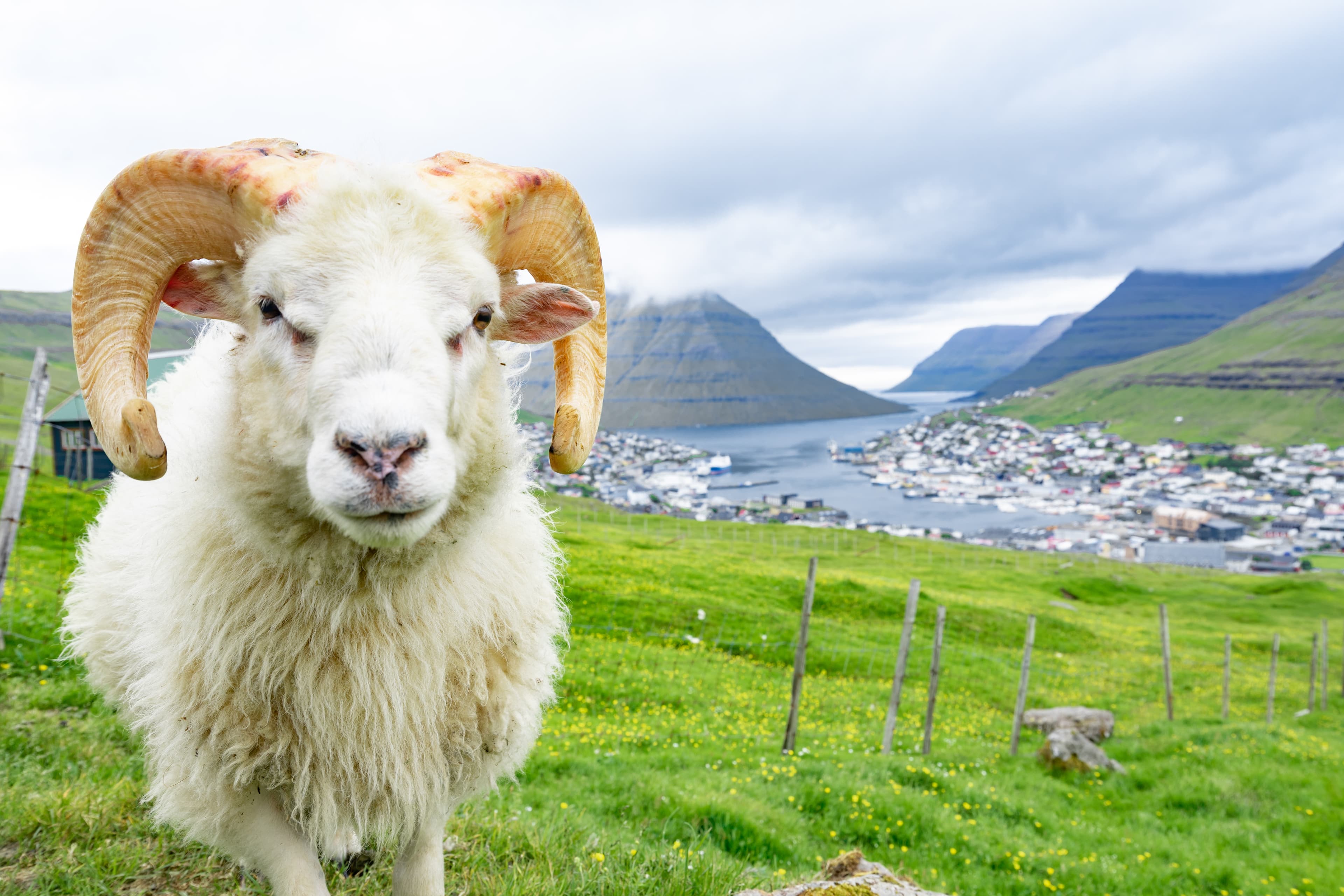 Closed up of white ram in sheep agriculture farm with green grass and high mountain with city in the background with cloudy weather sky in Faroe Islands rural. Closed up of white ram in sheep agriculture farm with green grass and high mountain with city in the background with cloudy weather sky in Faroe Islands rural