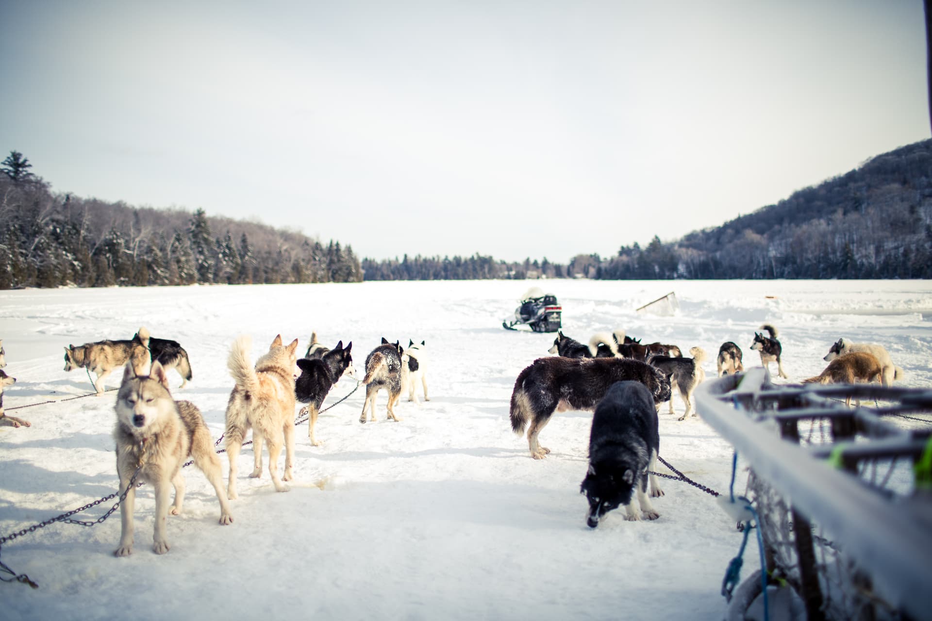 Dog sledding, snowmobiling & more multi-activities 7