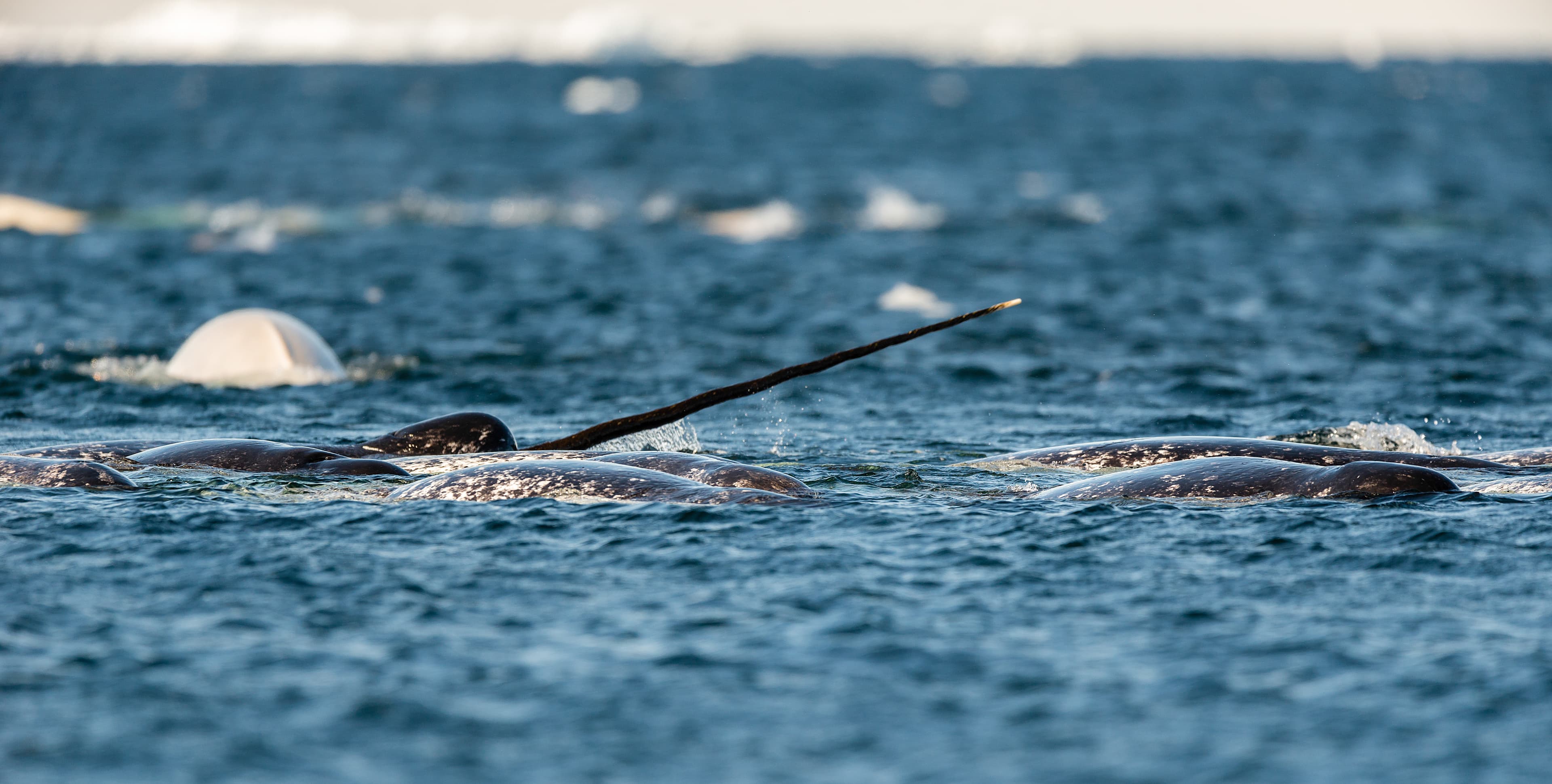 Pod of narwhals feeding at the surface, Lancaster Sound, Baffin Island, Canada.