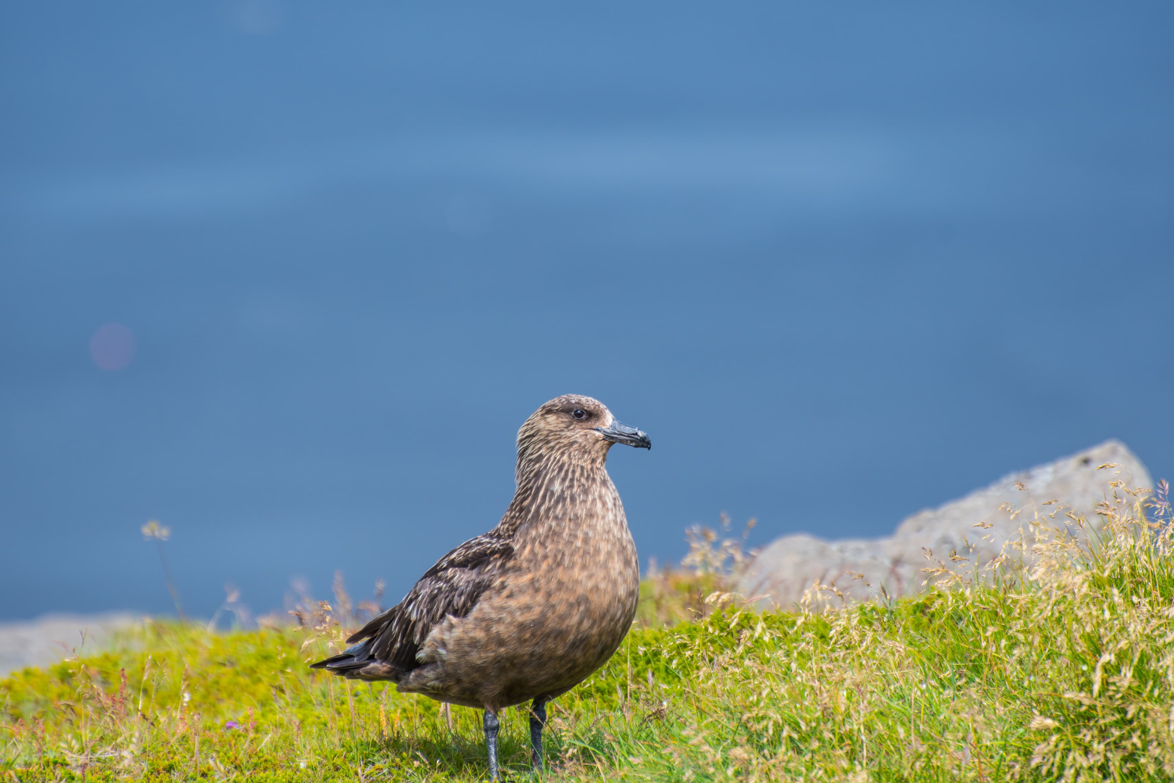 The great skua bird sitting on grass on Ingolfshofdi cape in south Iceland The great skua bird sitting on grass on Ingolfshofdi cape in Iceland