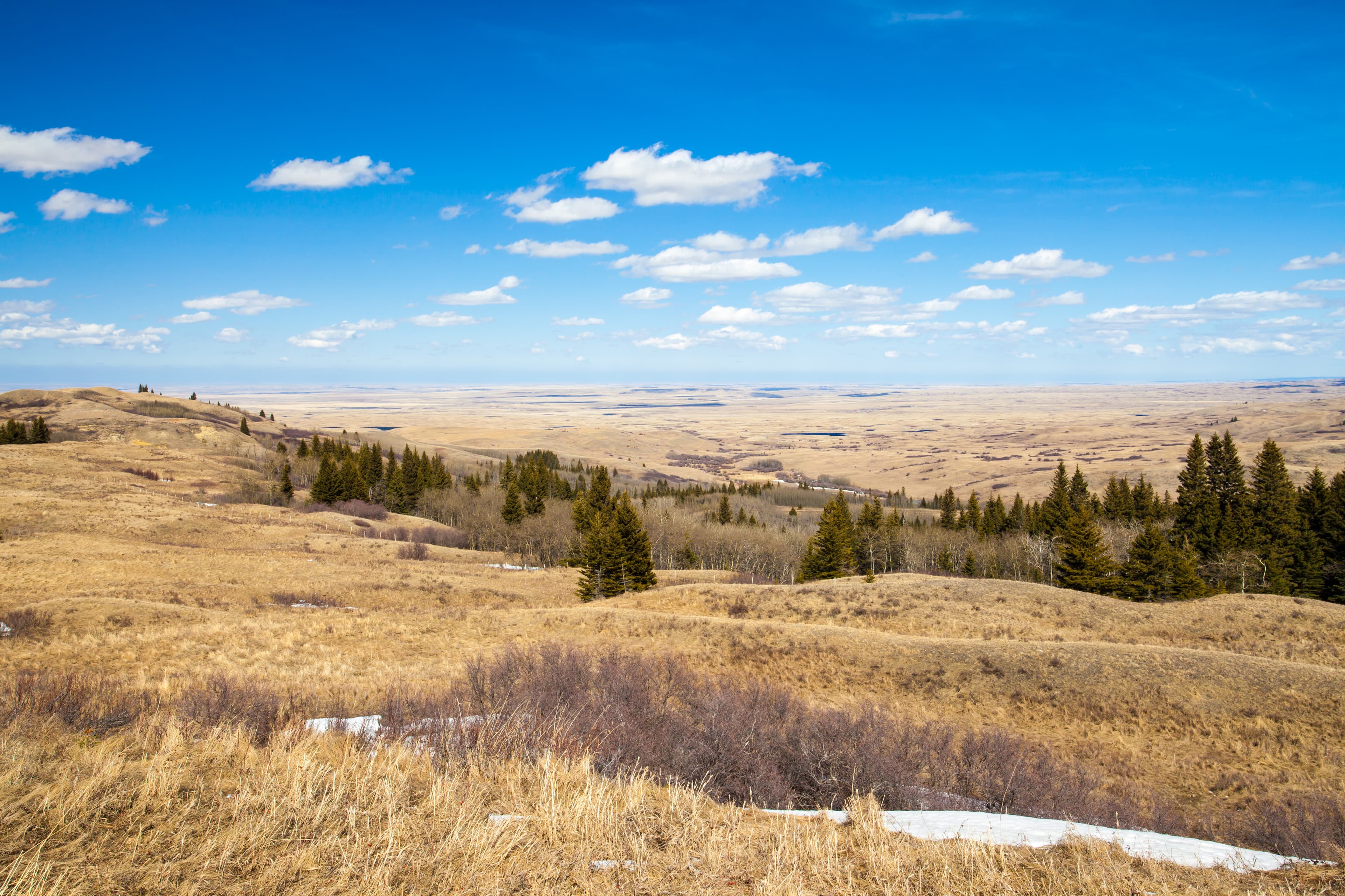 Spring grass in Cypress Hills Interprovincial Park, Alberta, Canada Saskatchewan Region 01