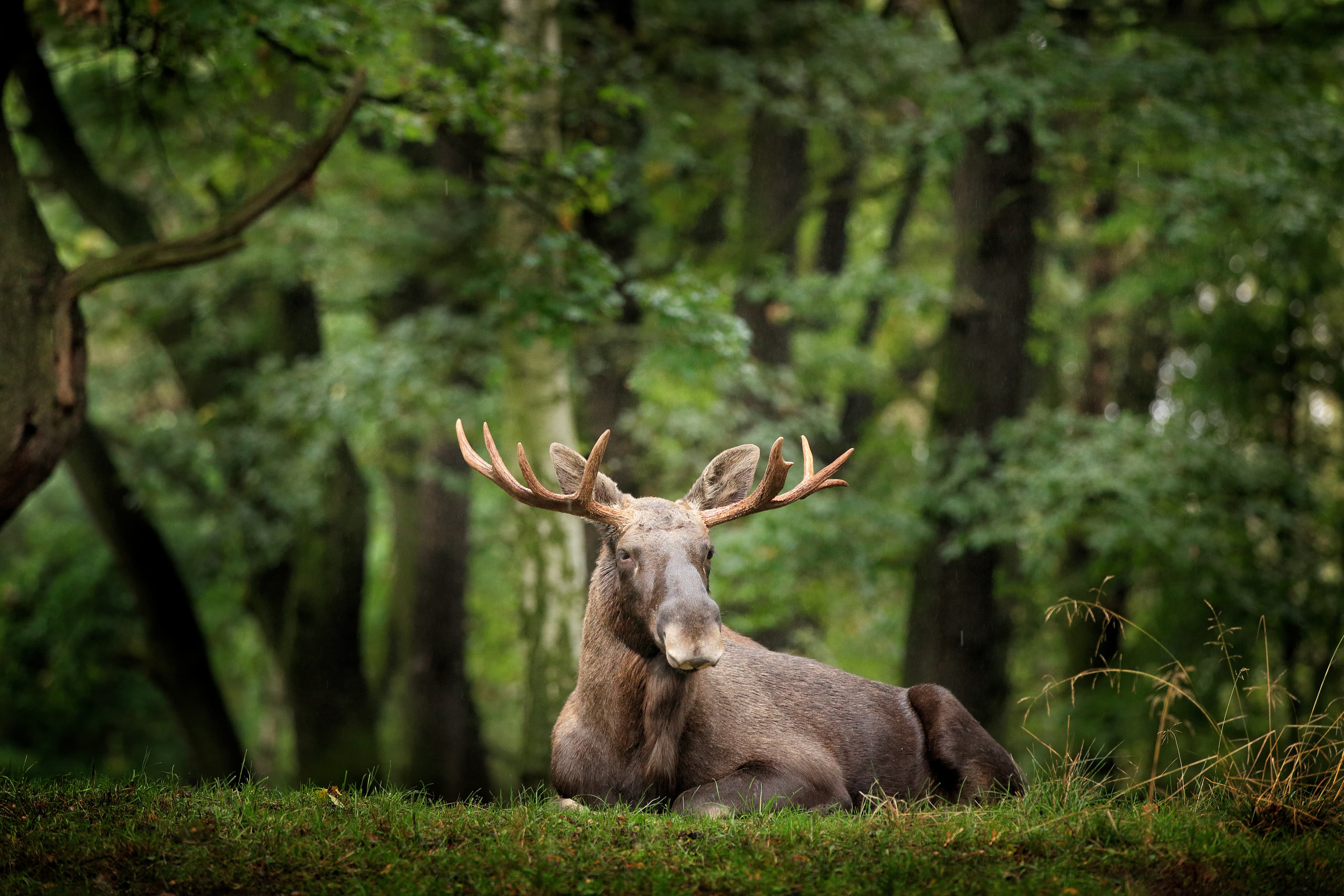Moose or Eurasian elk, Alces alces in the dark forest during rainy day. Beautiful animal in the nature habitat. Wildlife scene from Sweden. Moose or Eurasian elk, Alces alces in the dark forest during rainy day. Beautiful animal in the nature habitat. Wildlife scene from Sweden.