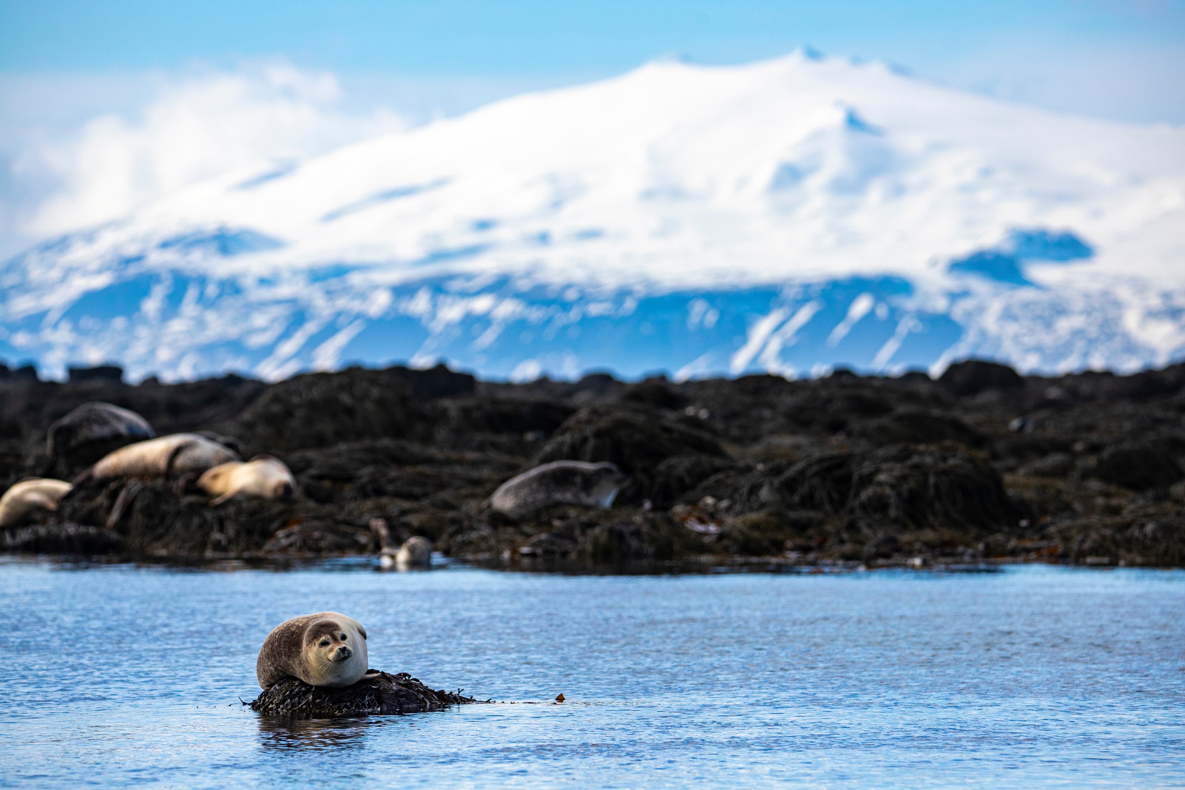 sweet harbor seal relaxing lying on the rocks on ytri tunga in iceland with snow-capped mountains in the background; cute arctic wildlife