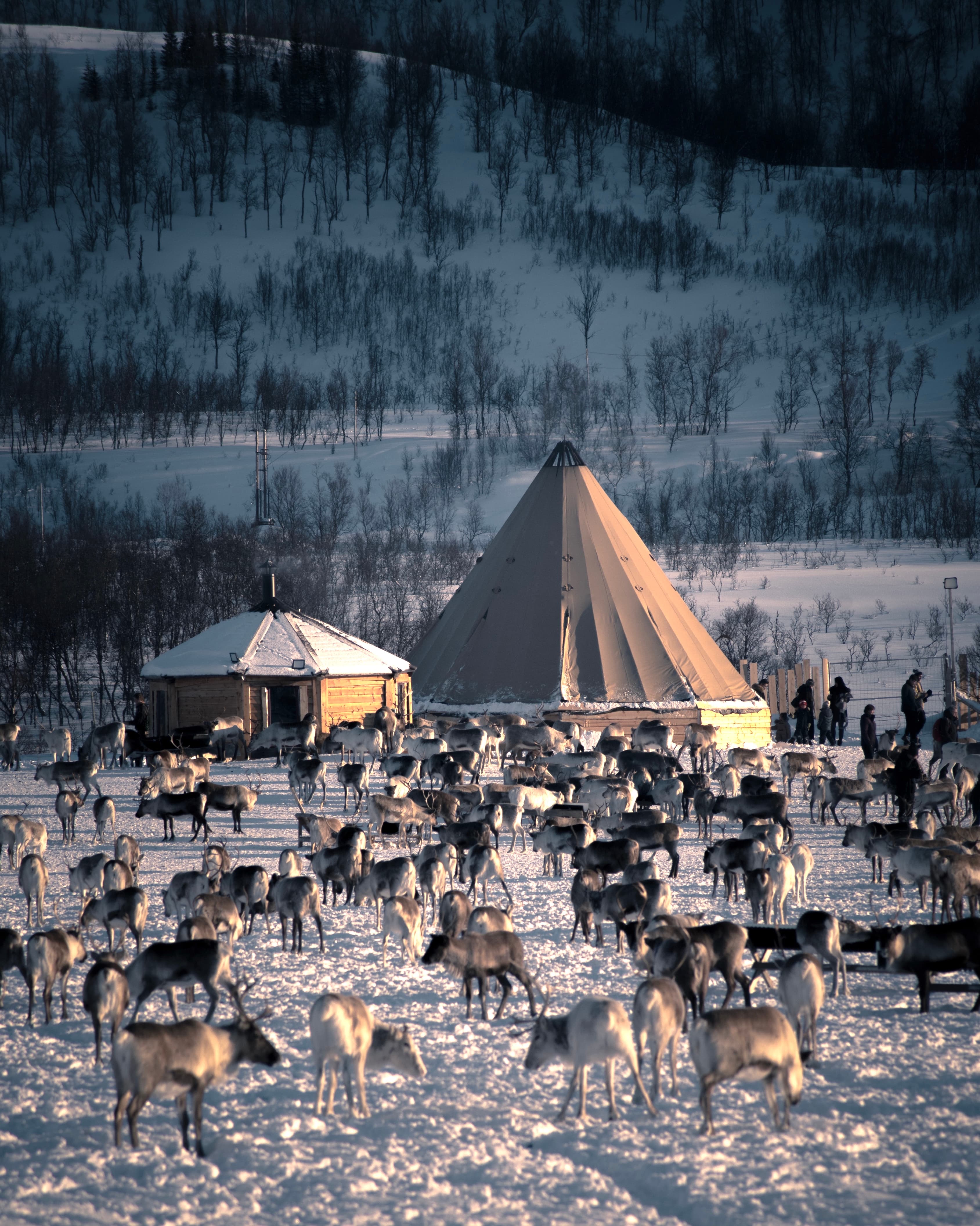 Big-group-of-reindeers-by-campsite-in-Norway