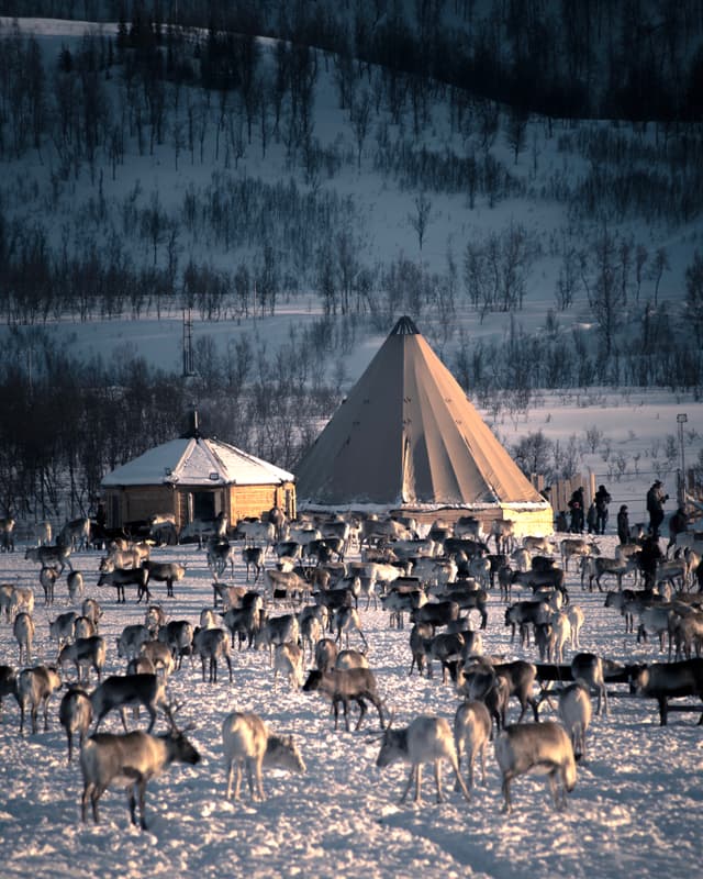Big-group-of-reindeers-by-campsite-in-Norway
