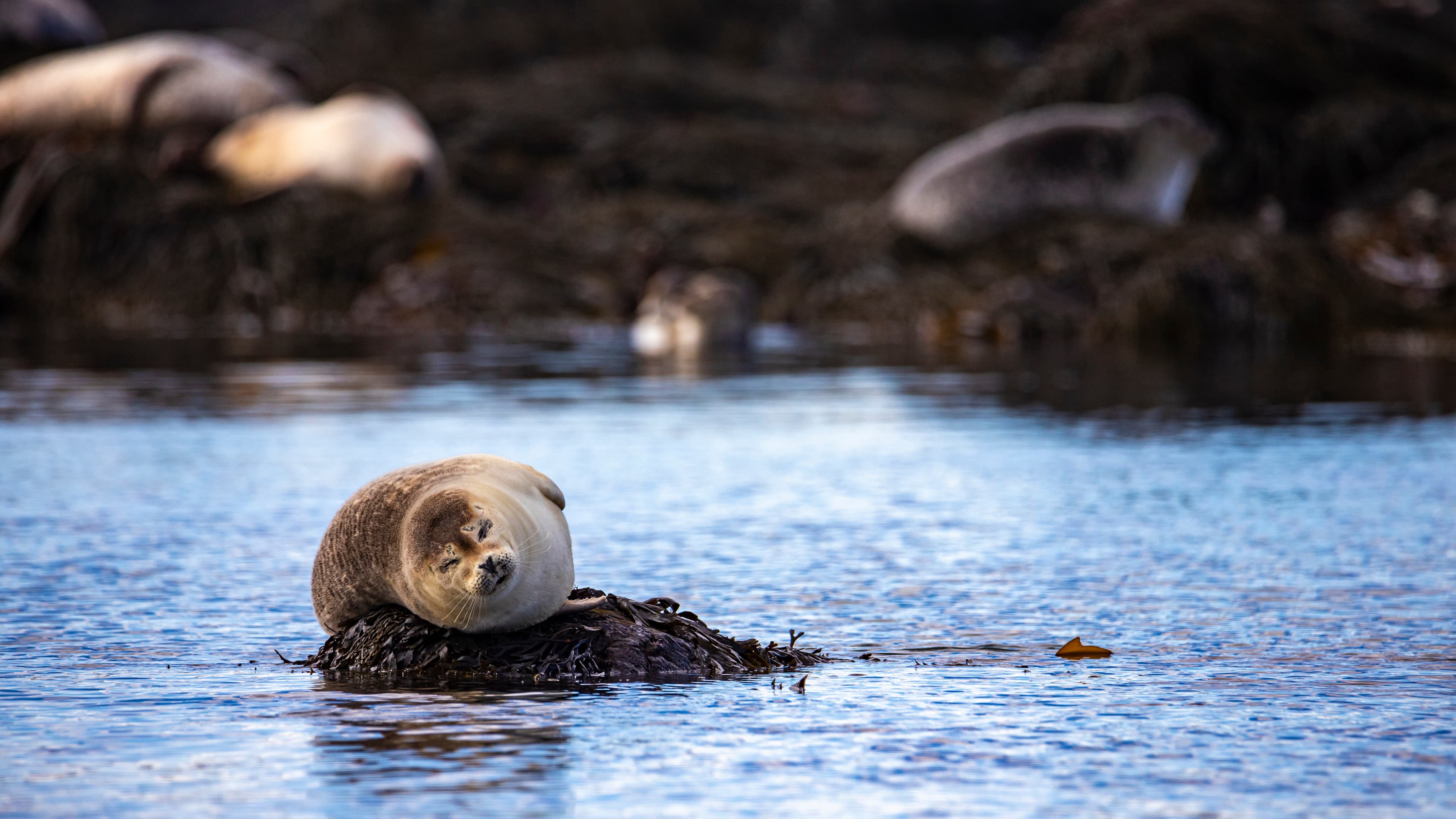 portrait of a sweet harbor seal pup relaxing on the rocks on ytri tunga beach in Iceland; sweet arctic wildlife, wild seal baby