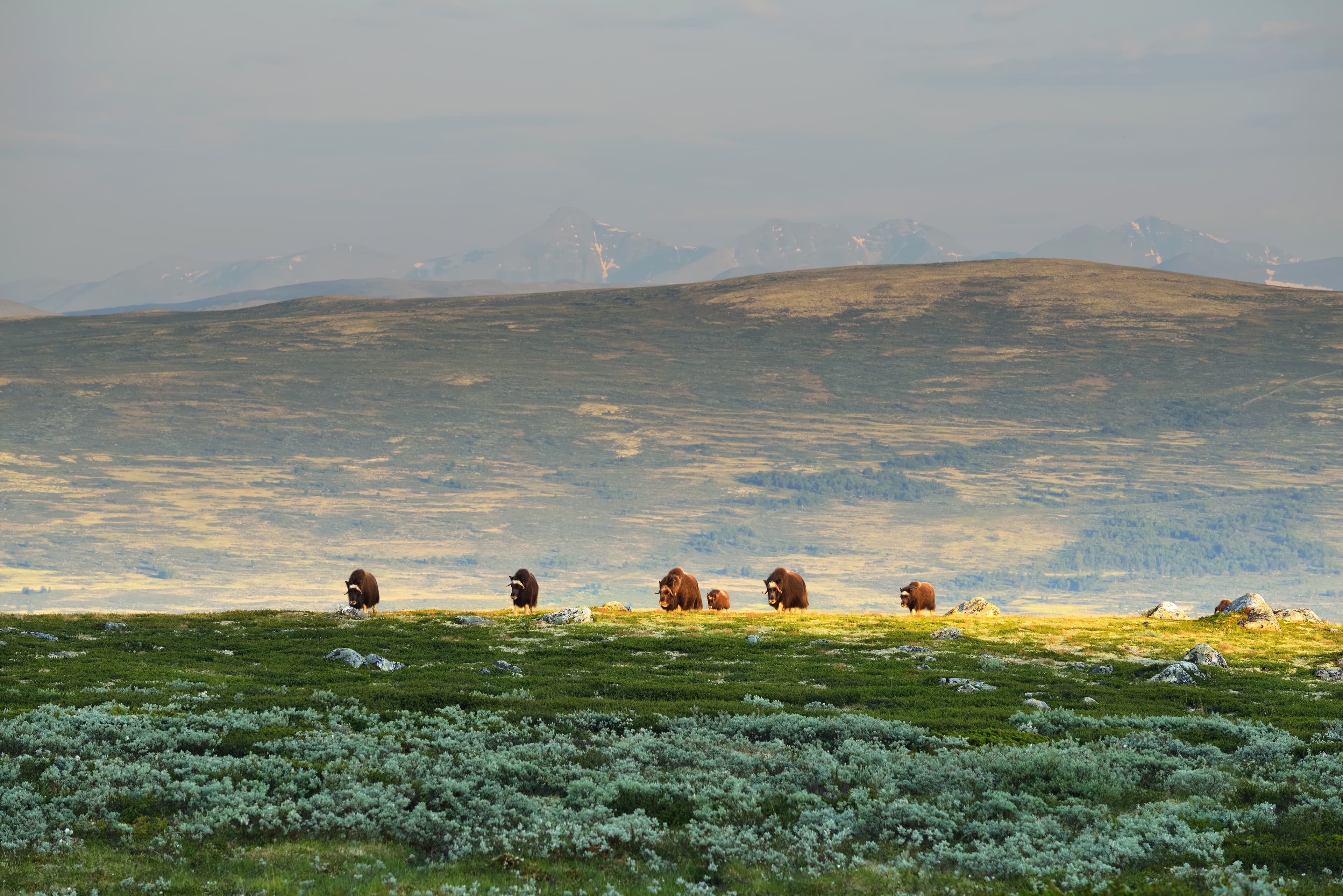 park, Norway - Juny 11, 2014: herd of muskoxen in the park Northwest Territories Region 06