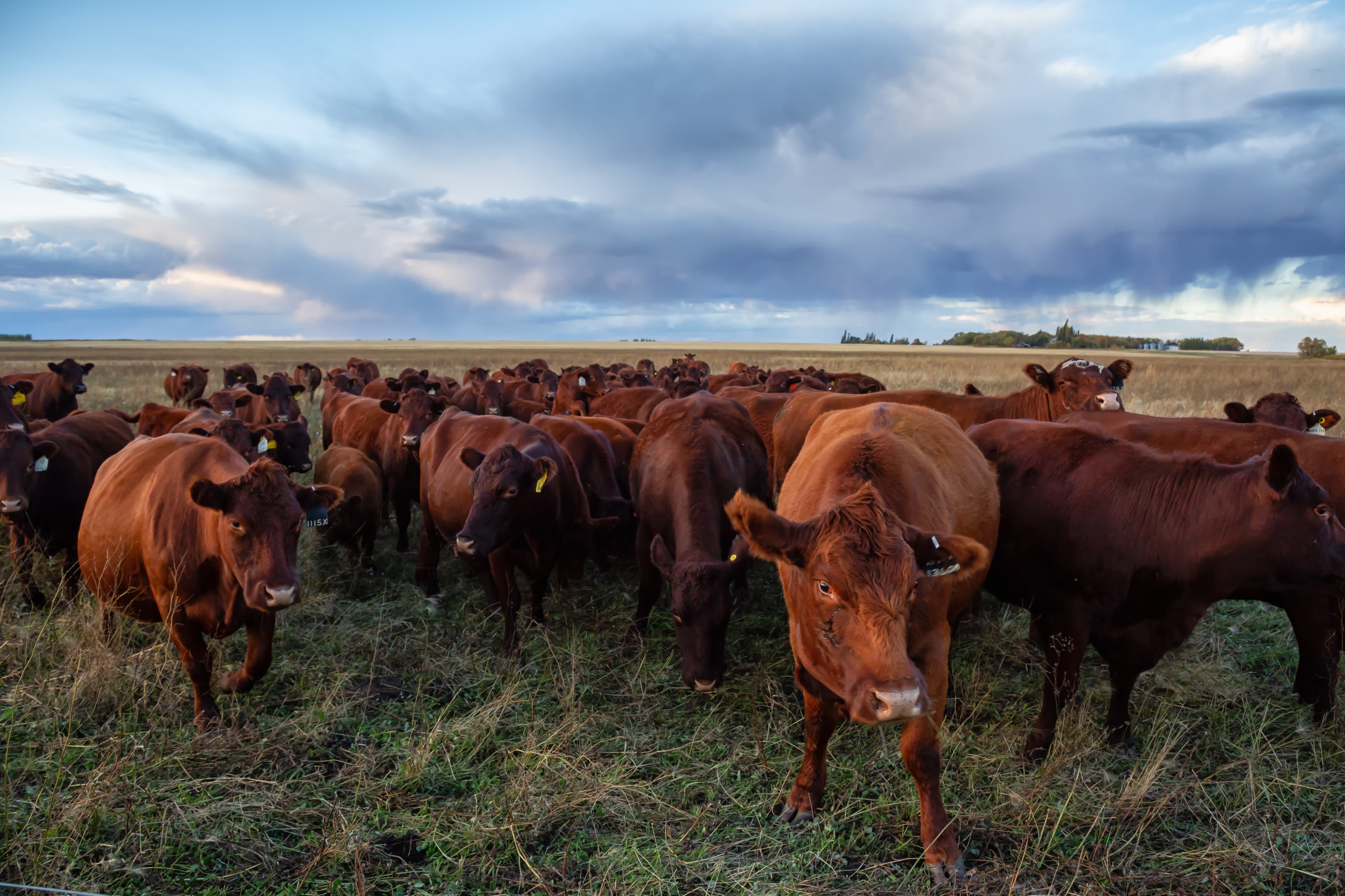 Herd of Cows on a farm field during a stormy sunset. Taken in Brandon, Manitoba, Canada. Manitoba Region 2