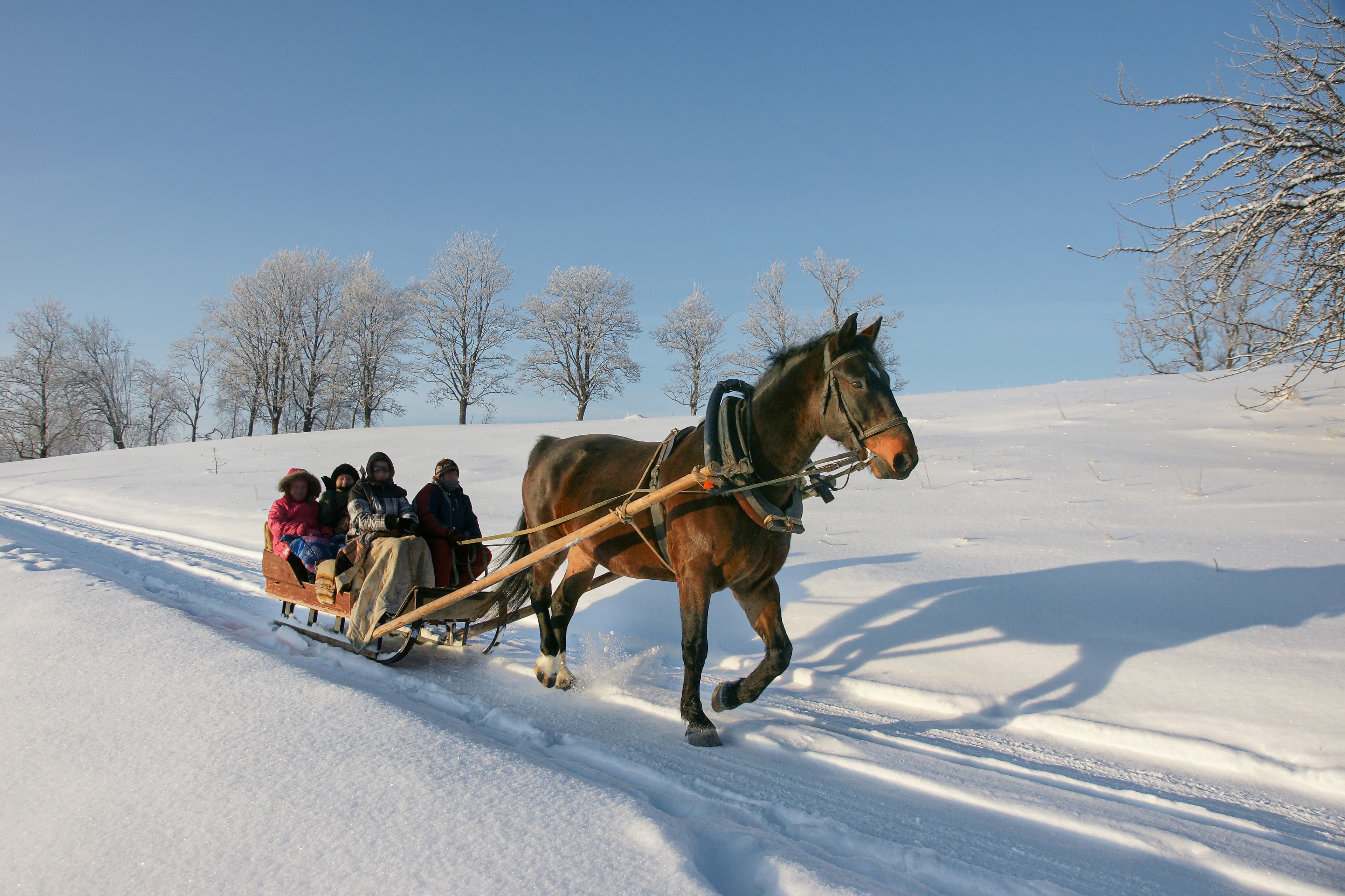 brown horse pulling sleigh, winter wounderland landscape brown horse pulling sleigh with peoples, winter wounderland landscape