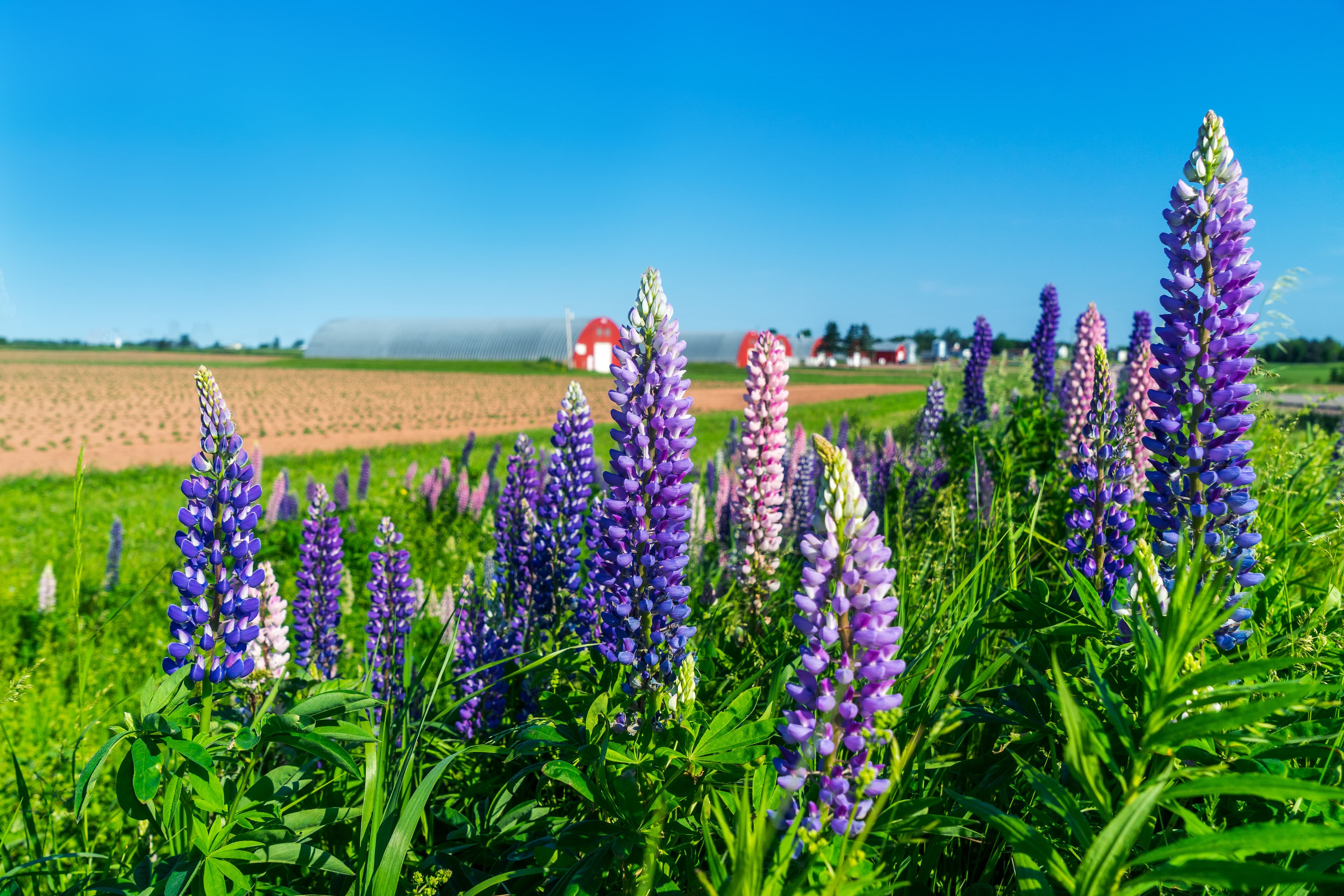 Lupins growing roadside along farm fields in rural Prince Edward Island, Canada Lupins growing roadside along farm fields in rural Prince Edward Island, Canada
