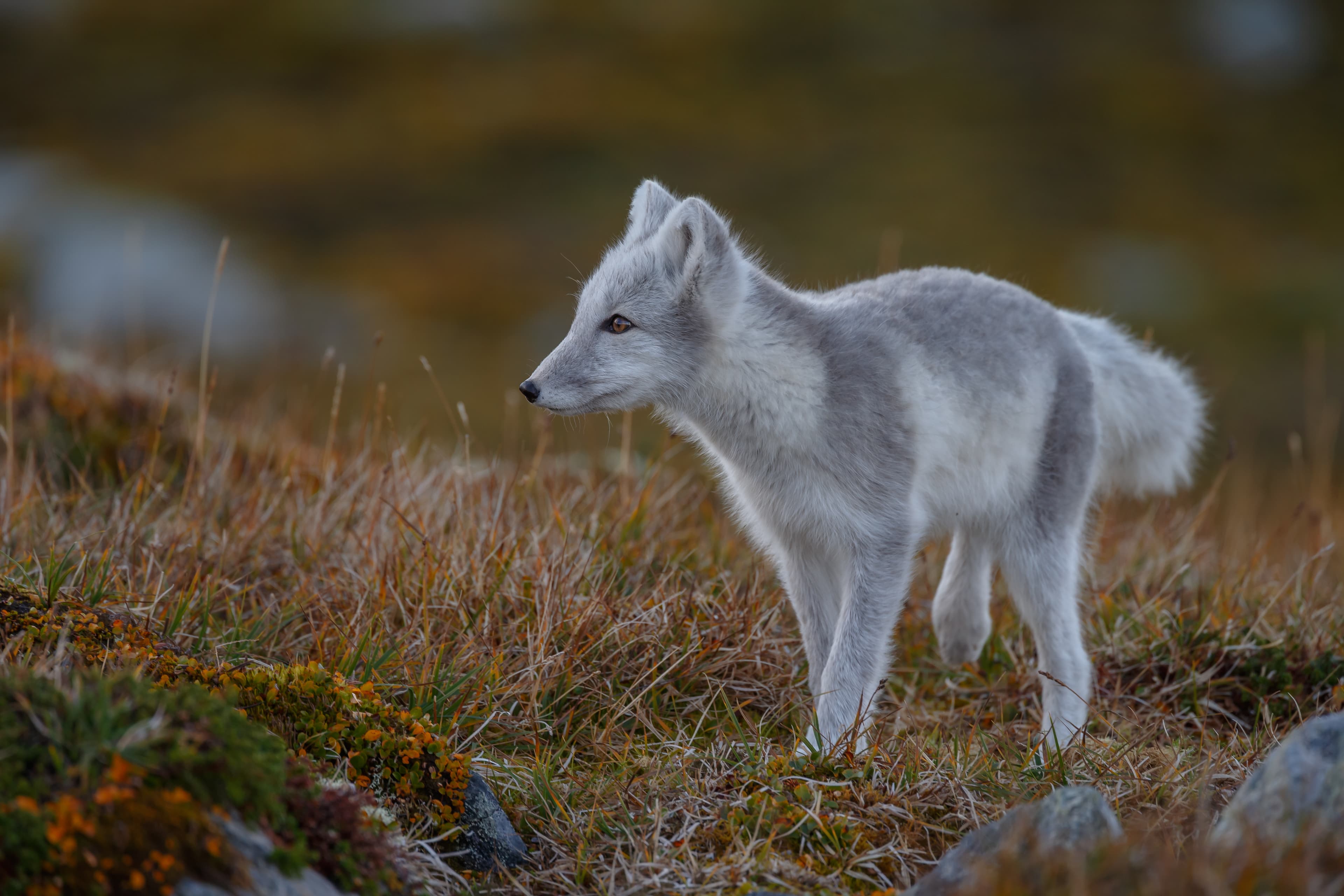 Arctic fox living in the arctic part of Norway, seen in autumn setting.
