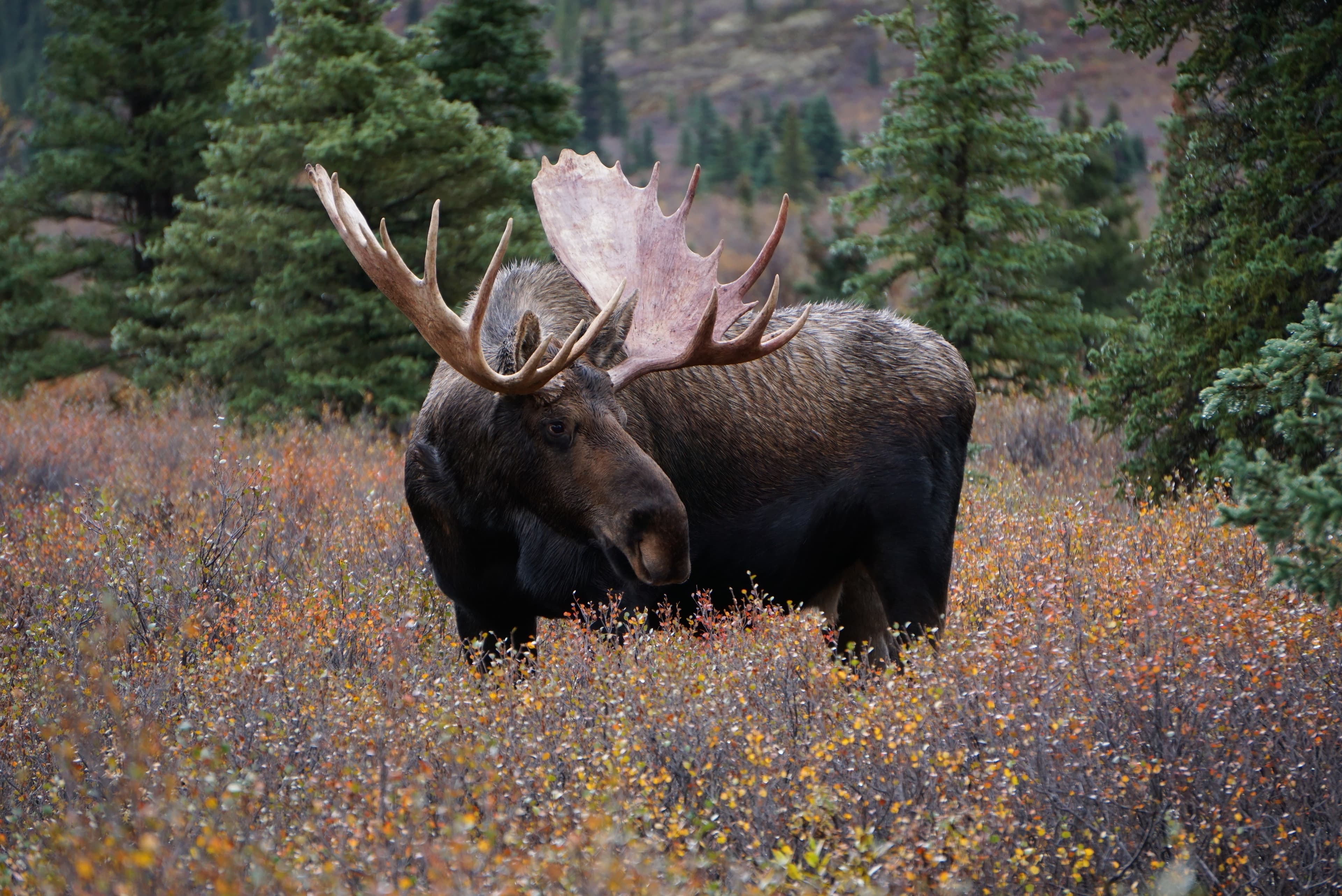 Beautiful wild moose bull in National park Denali in Alaska
