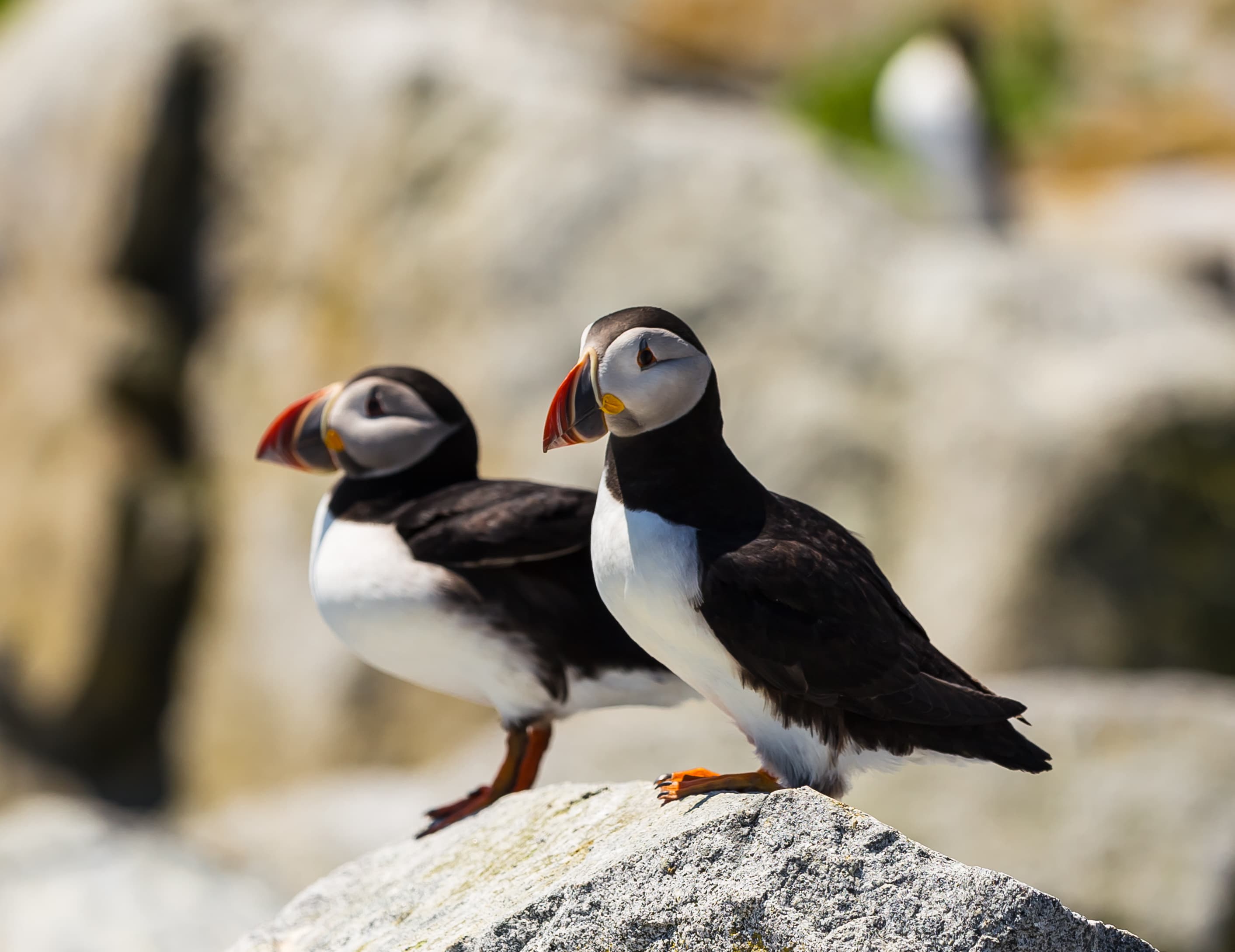 Selective focus on Atlantic Puffins (Fratercula arctica) during breeding season on Macias Seal Island in Atlantic Ocean near Maine and New Brunswick Canada. New Brunswick Region 01