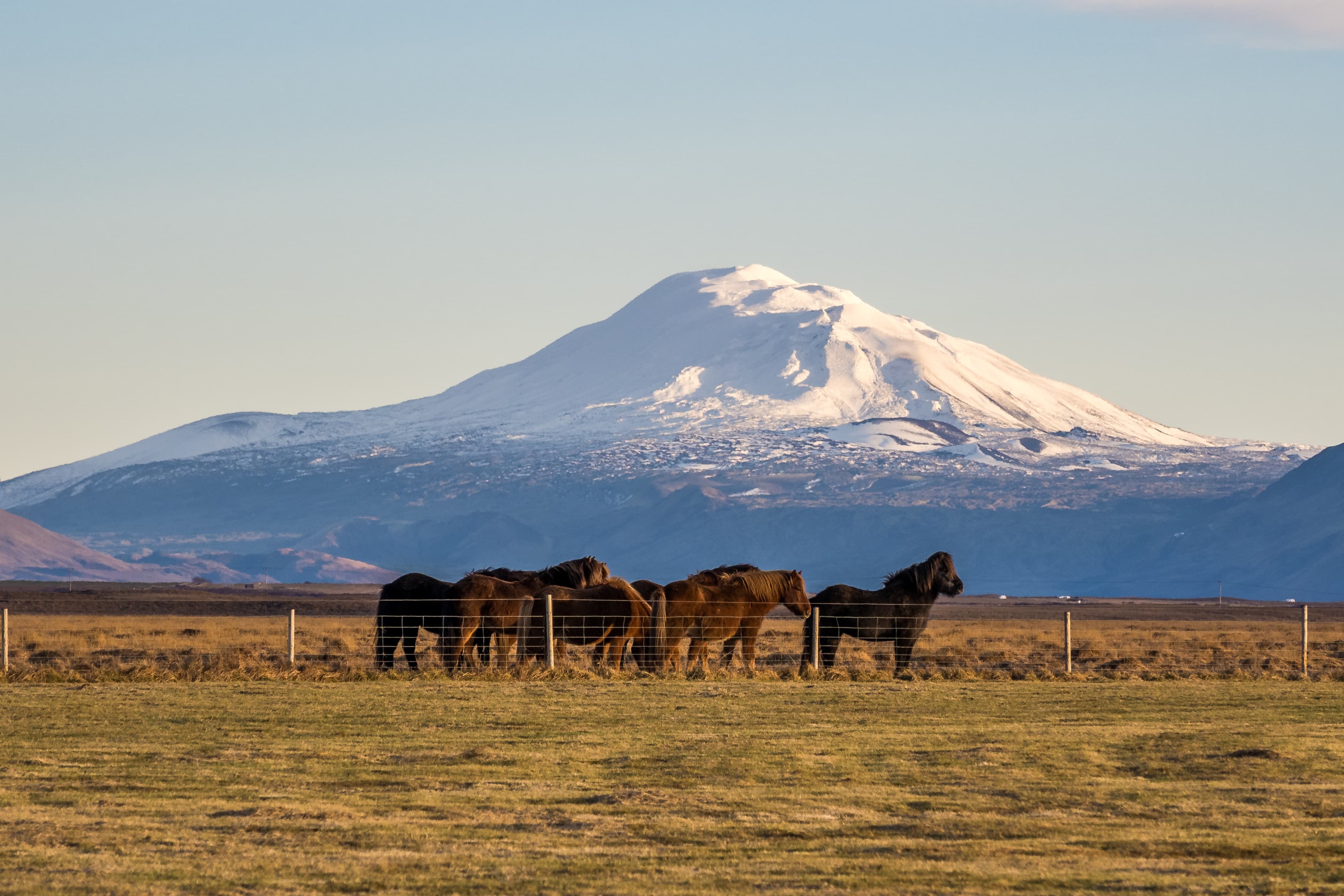 Icelandic horses with Hekla volcano on the background Icelandic horses with Hekla volcano on the background