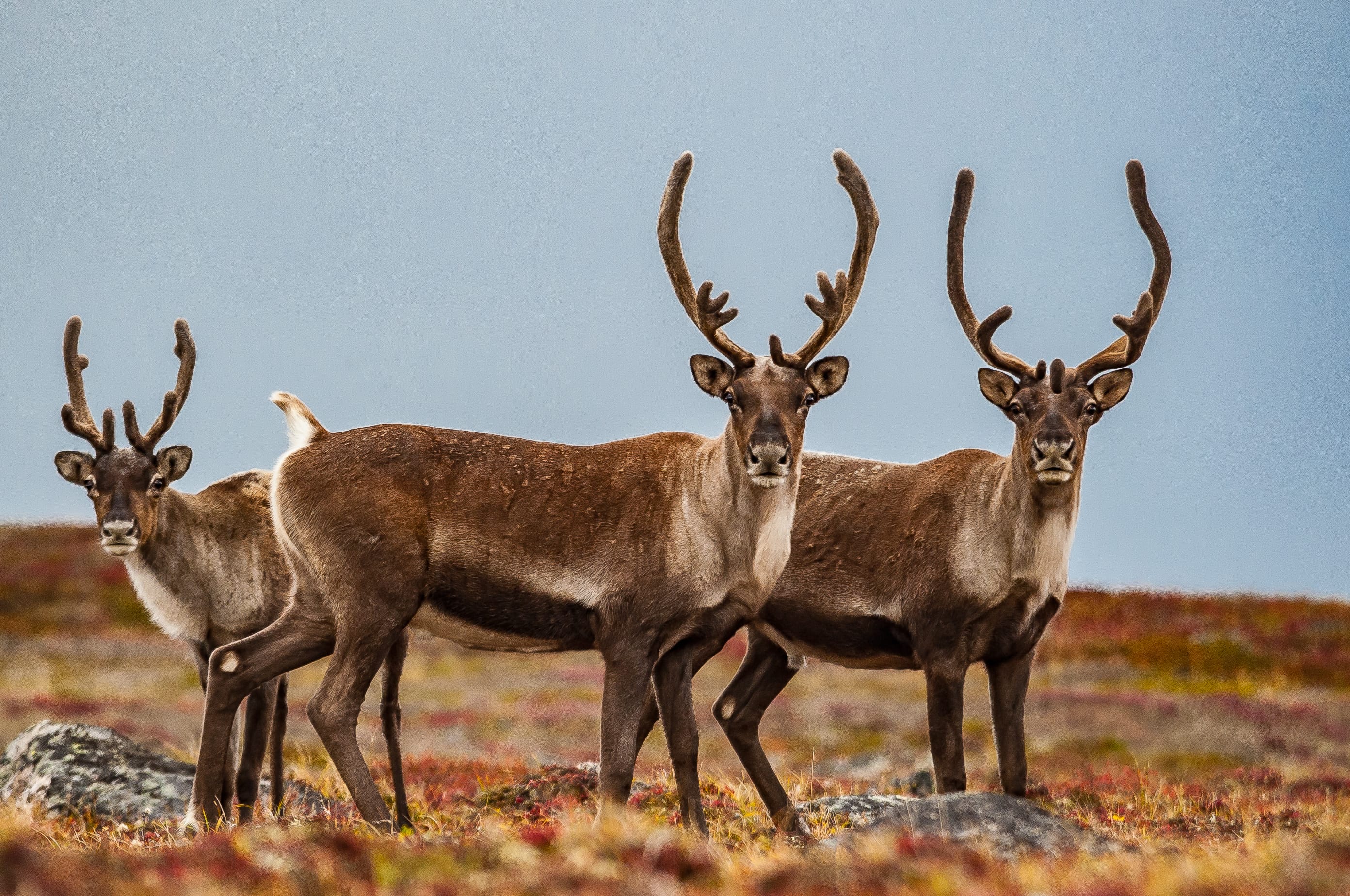 Caribou - Nunavut Territory