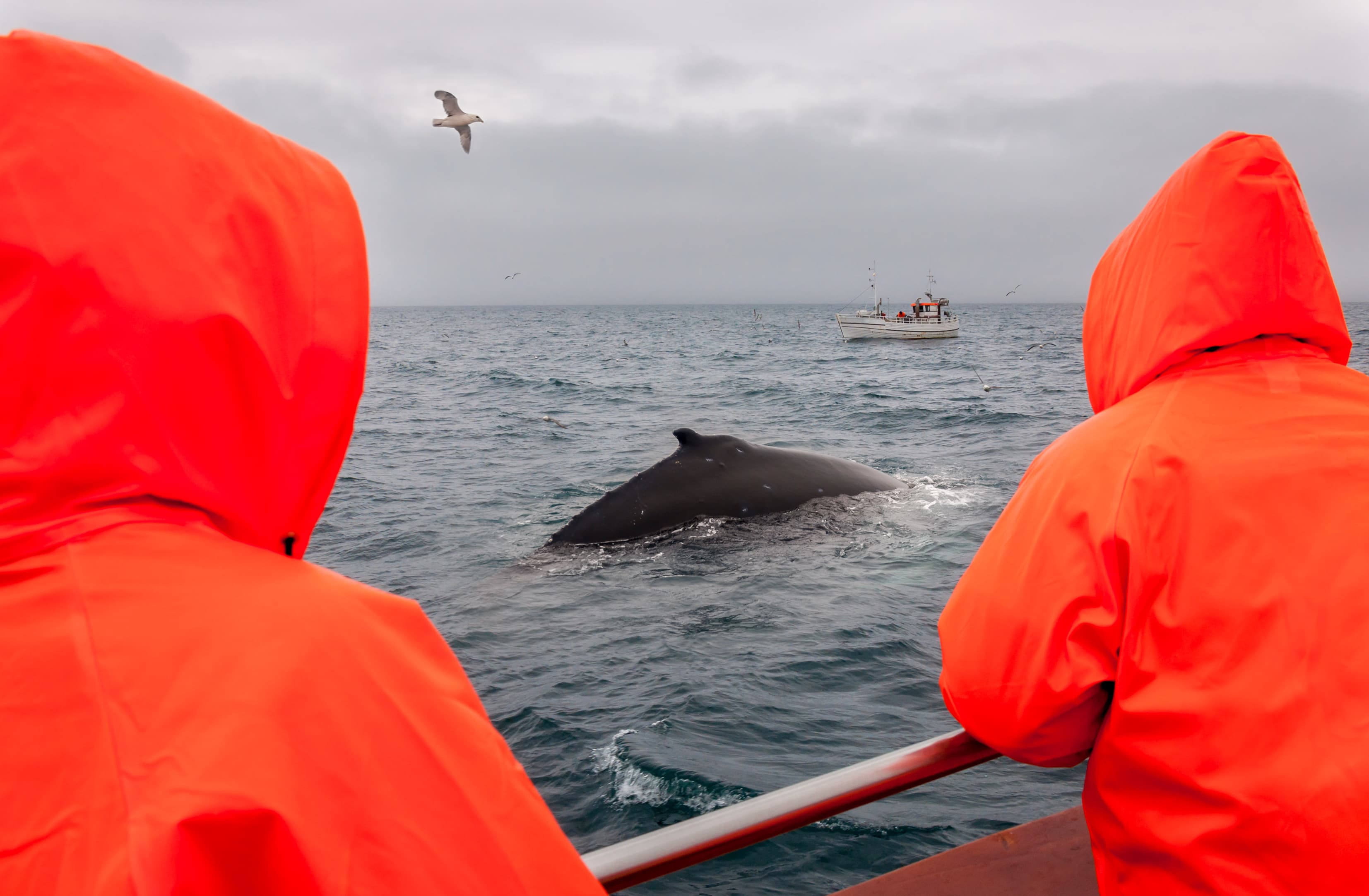 Whale watching in Husavik, North Iceland, People in boat are happy to see feeding Humpback whale in very cold water and lot of seagulls around Whale watching in Husavik, North Iceland, People in boat are happy to see feeding Humpback whale in very cold water and lot of seagulls around