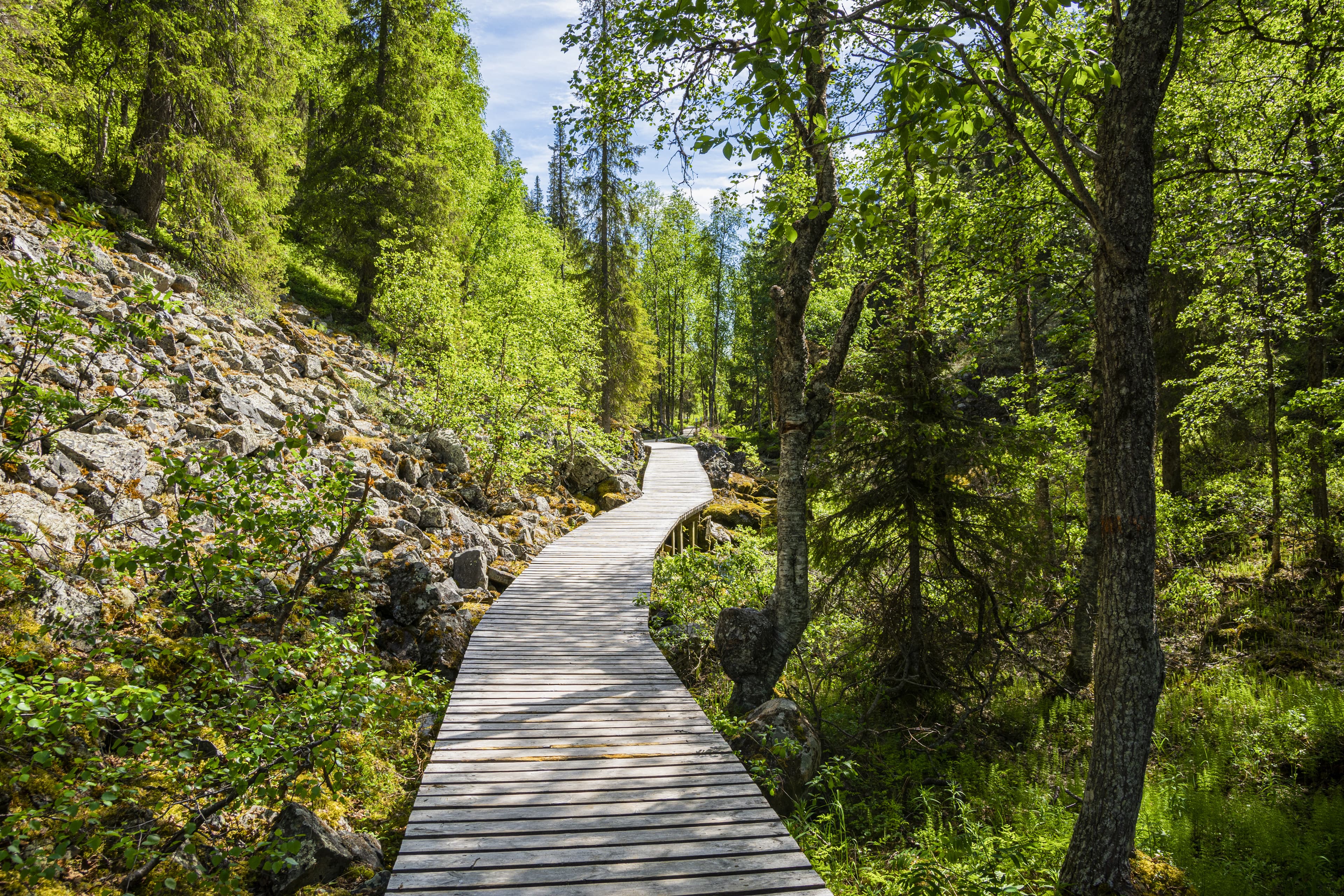 View of The Pyha-Luosto National Park in summer, wooden walkway, trees and rocks, Lapland, Finland View of The Pyha-Luosto National Park in summer, wooden walkway, trees and rocks, Lapland, Finland