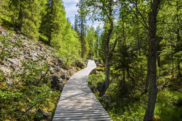View of The Pyha-Luosto National Park in summer, wooden walkway, trees and rocks, Lapland, Finland View of The Pyha-Luosto National Park in summer, wooden walkway, trees and rocks, Lapland, Finland