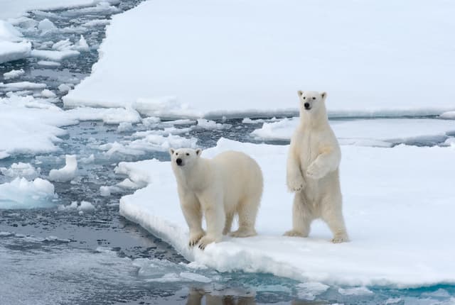Polar Bears