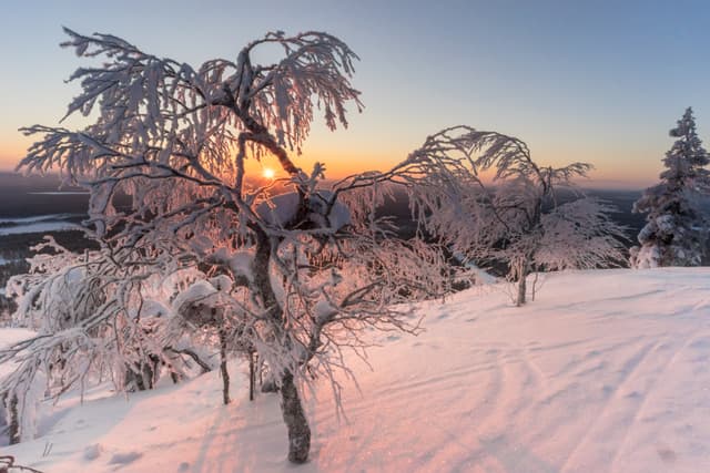 Sunrise with snow covered frozen trees in Finnish Lapland. Picture was taken in Pyha, Finland.