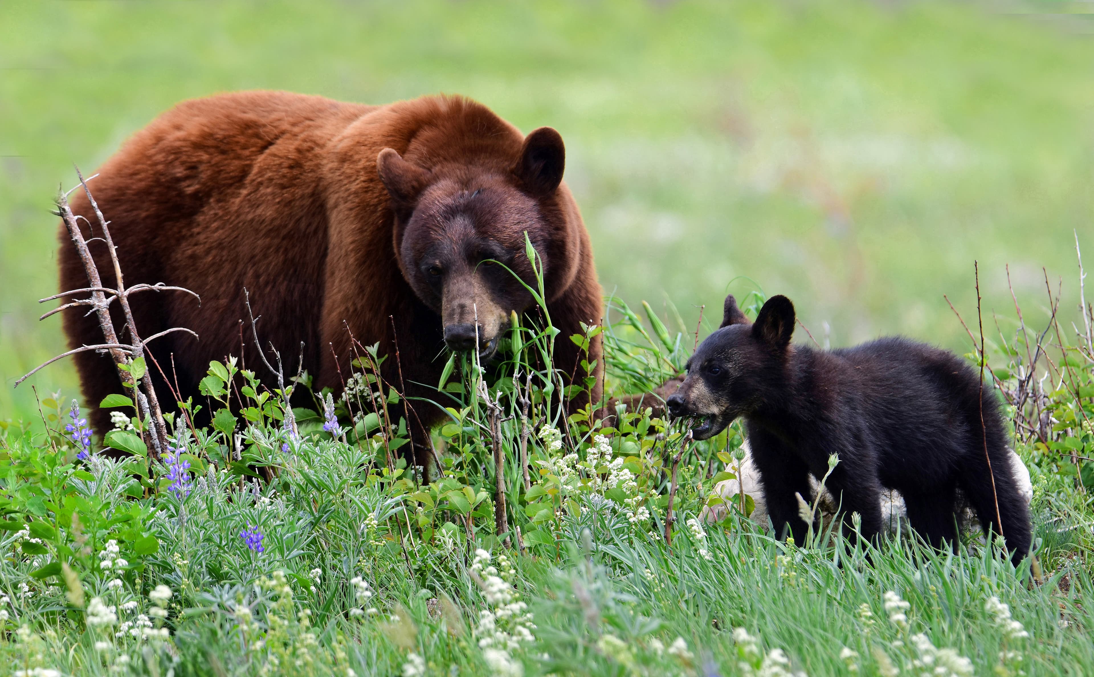 black bear sow and her cub munching in a pasture of wildflowers in summer next to waterton village, alberta, canada