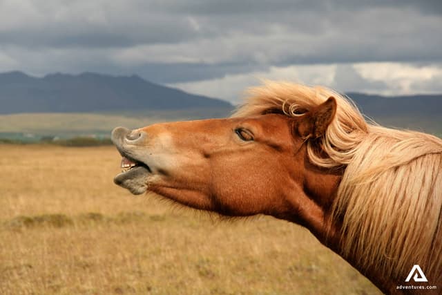 laughing-horse-on-a-riding-tour-in-east-iceland