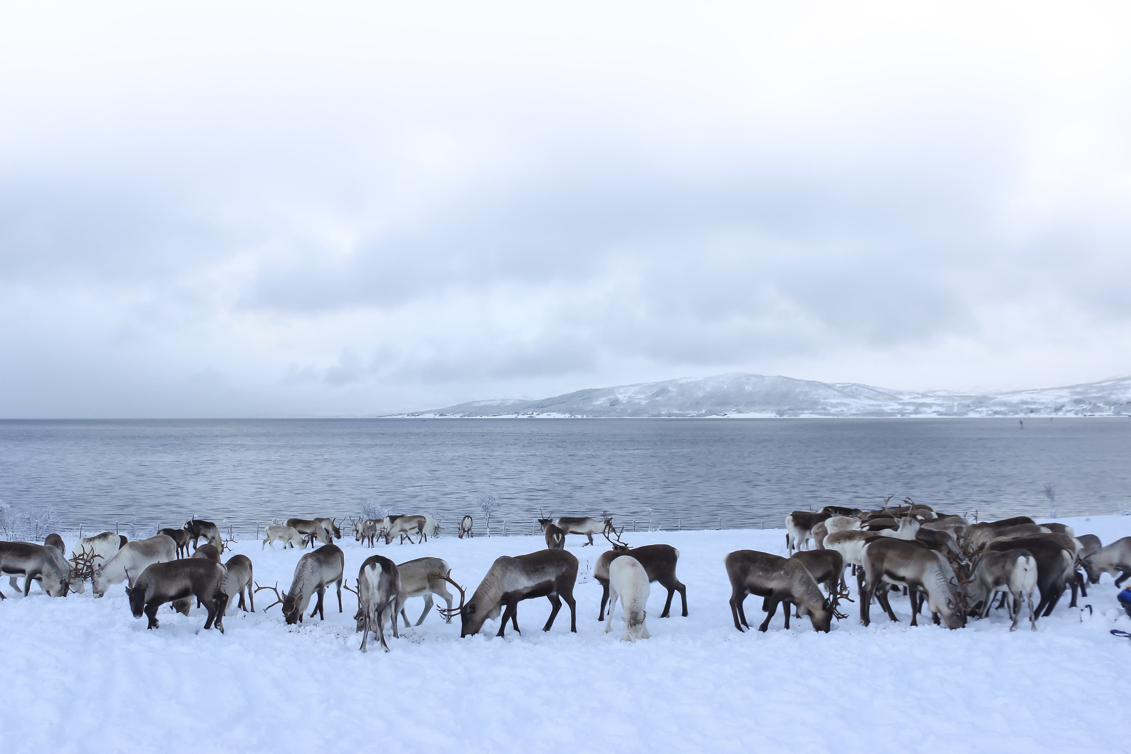 group-of-reindeers-by-sea-shore-in-winter