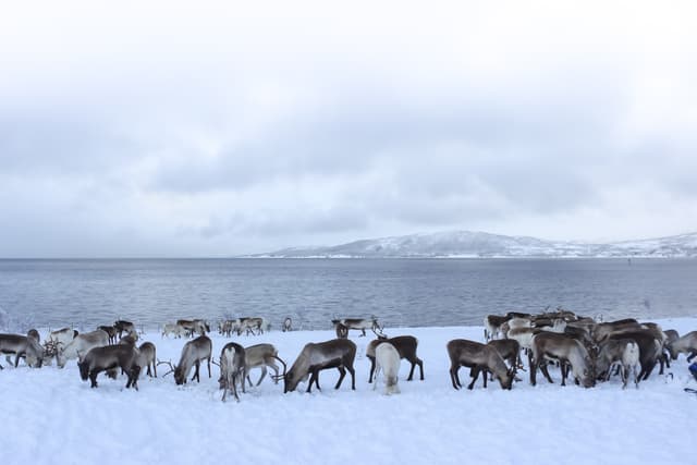 group-of-reindeers-by-sea-shore-in-winter
