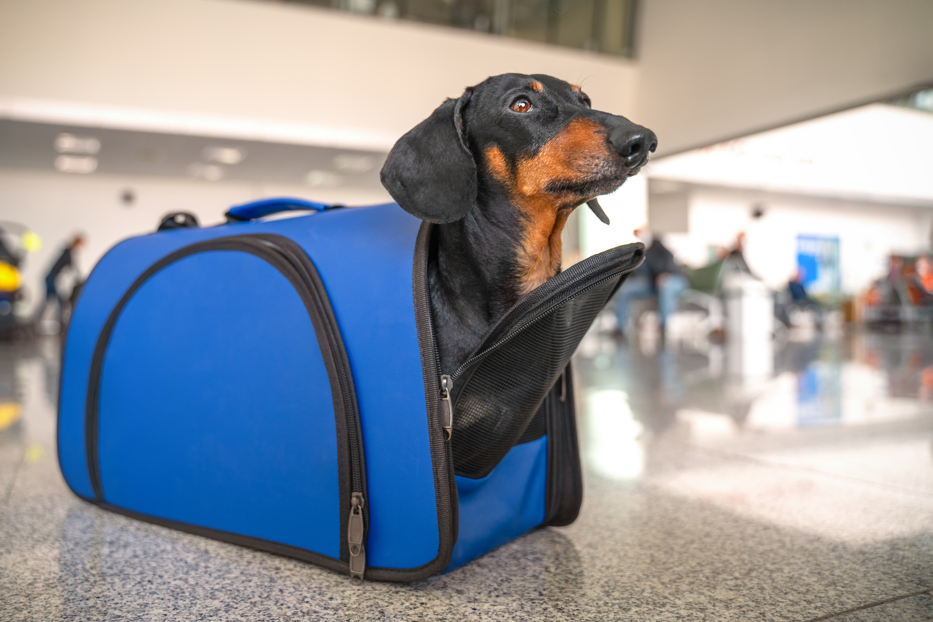 Obedient dachshund dog sits in almost closed blue pet carrier at airport or train station, looks up and waits owner. Safe travel with animals. Customs quarantine to transporting animals across border. Obedient dachshund dog sits in almost closed blue pet carrier at airport or train station, looks up and waits owner. Safe travel with animals. Customs quarantine to transporting animals across border.