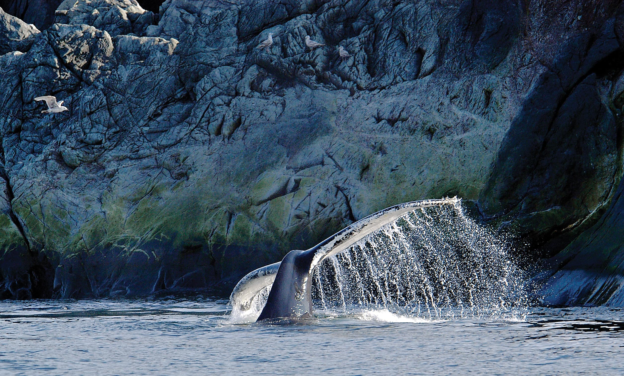 Arctic Cruise Greenland to Newfoundland via Wild Labrador 73